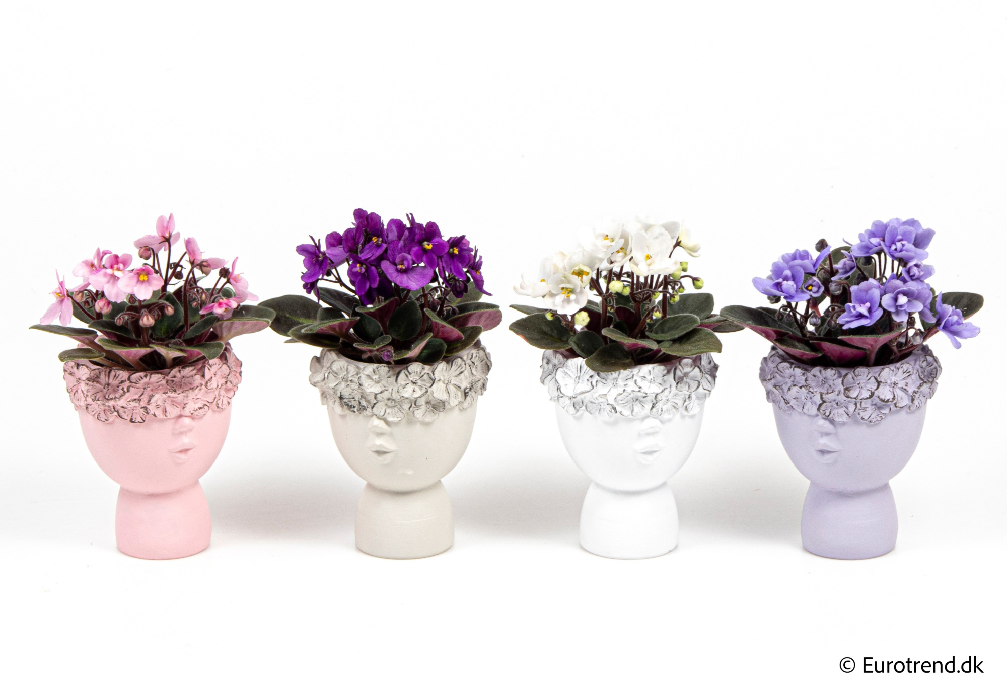 Saint paulia in Valentine ceramic 2026, D 6