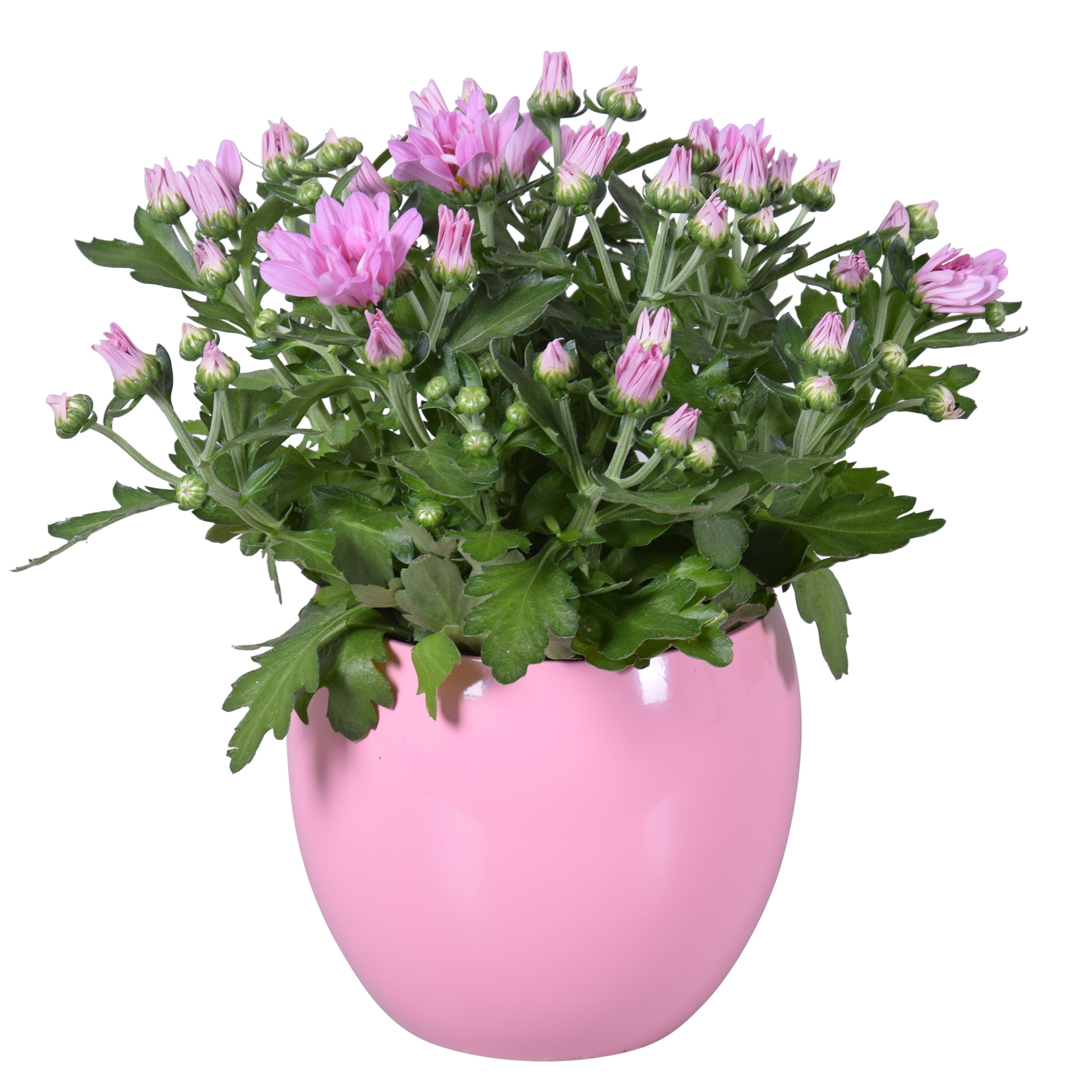 Chrysanthemum in Roze "Lisa" keramiek, D 14 cm