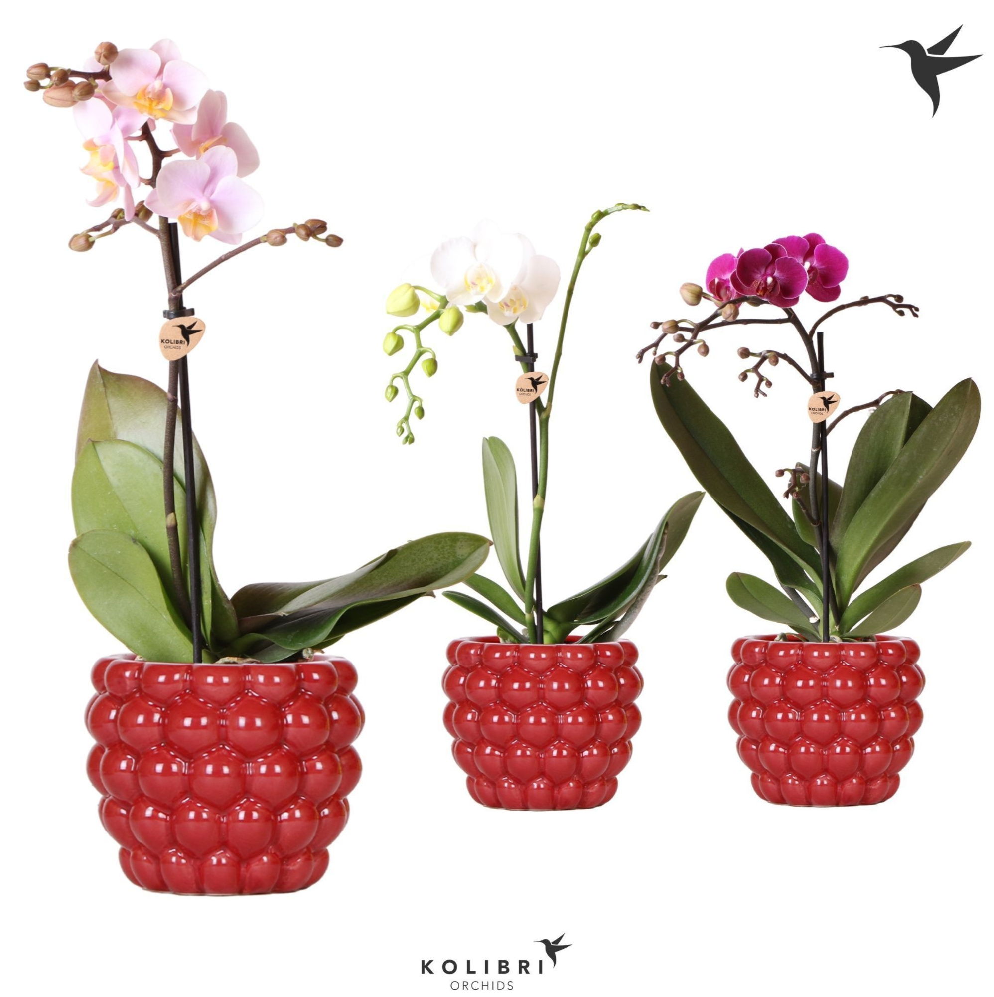 Kolibri Orchids Phalaenopsis Mix 1 spike in Berry pot, D 9