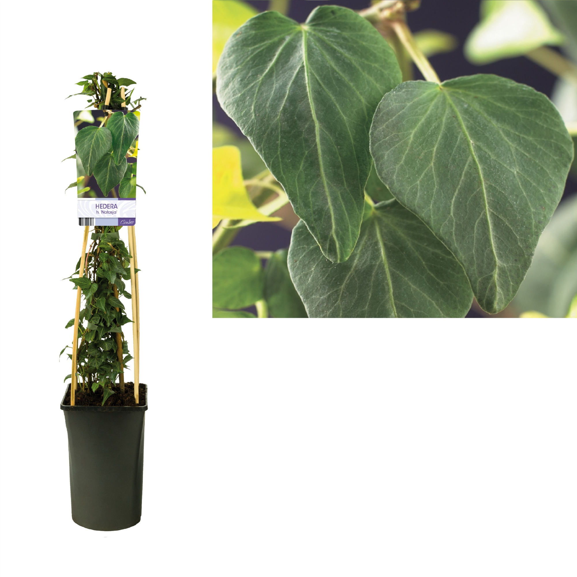 Hedera h. 'Natasja' +light label, D 17 cm