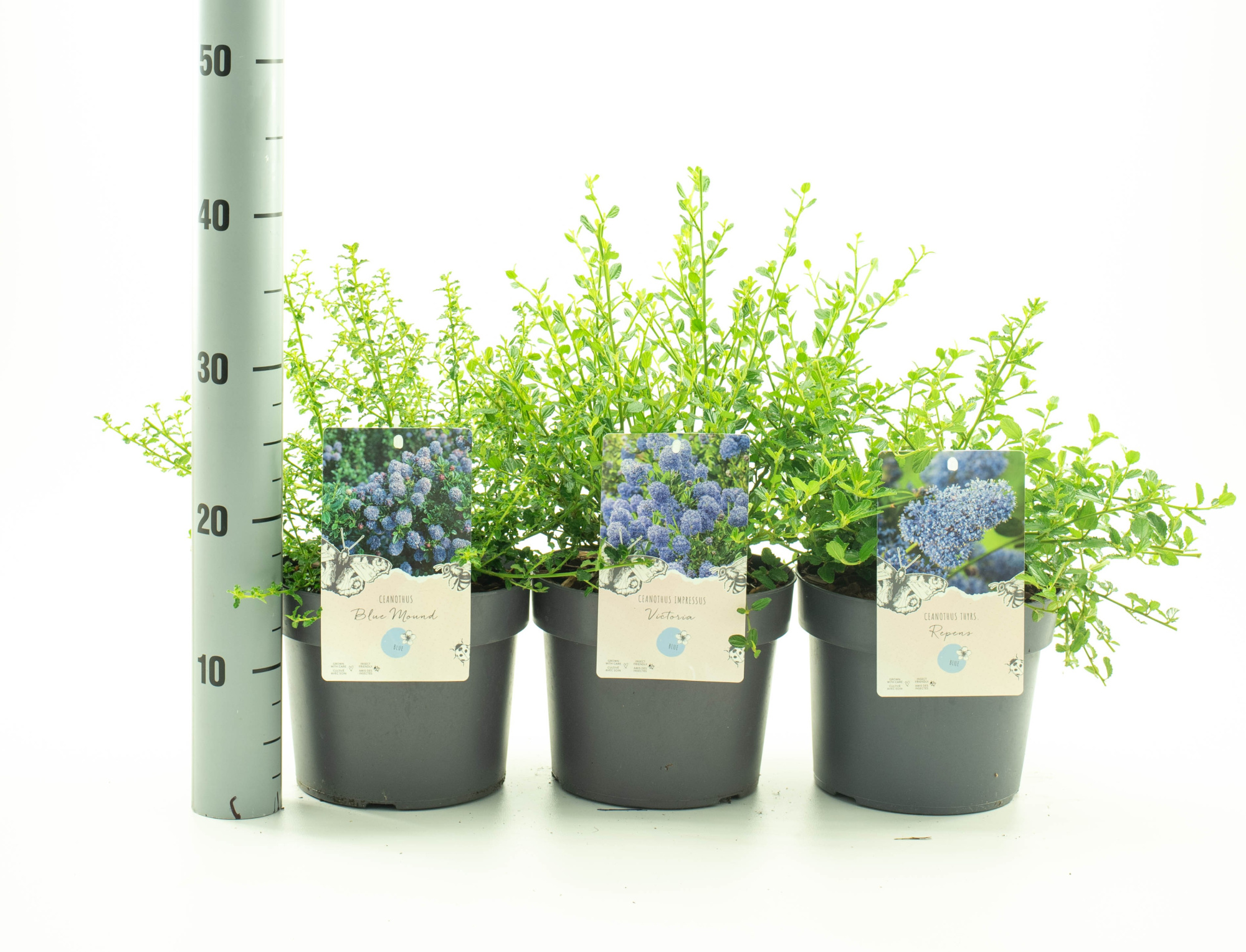 Ceanothus MIX 3 soorten, D 19 cm
