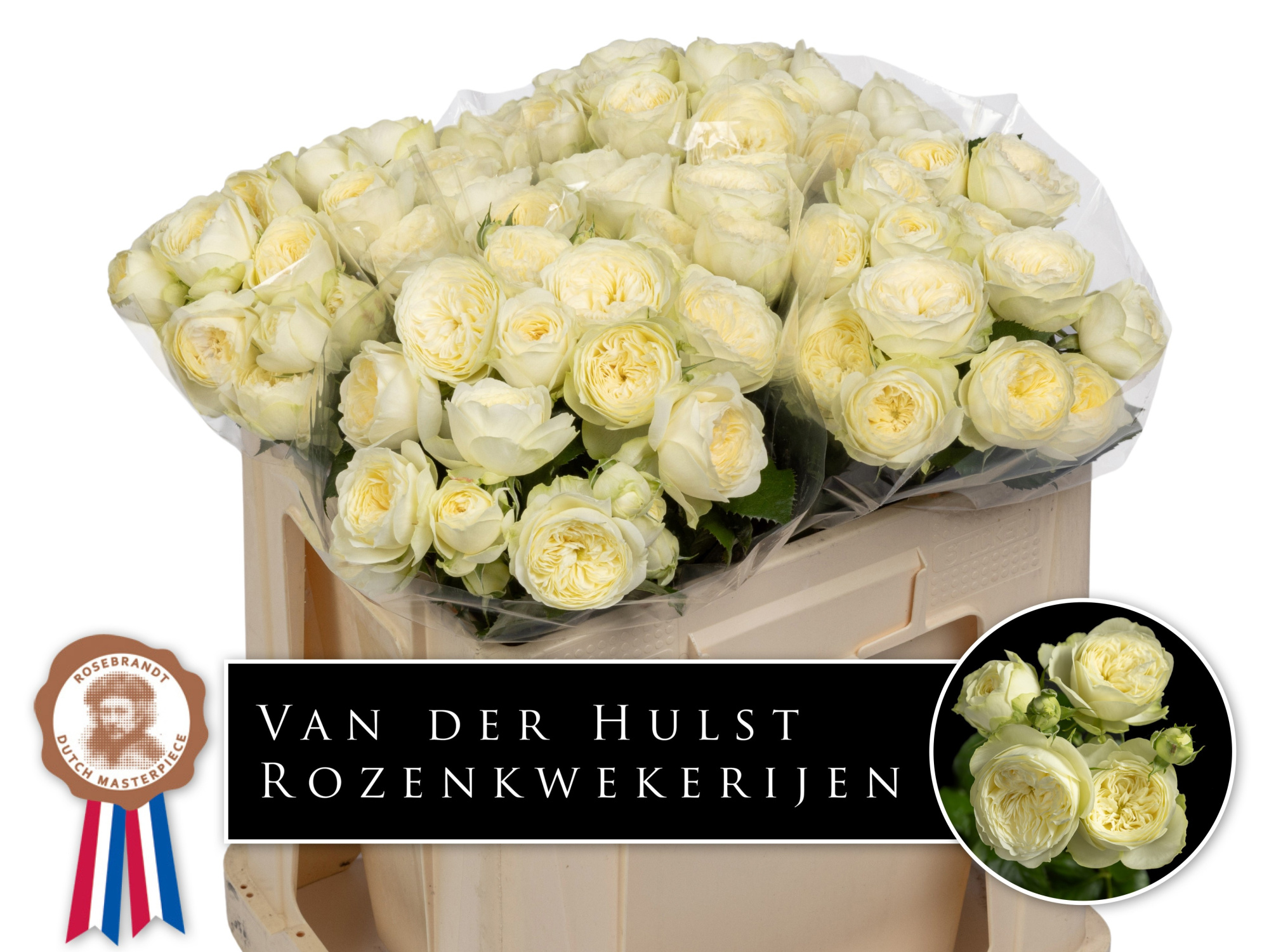 Роза куст. Аяла! 50, шт.