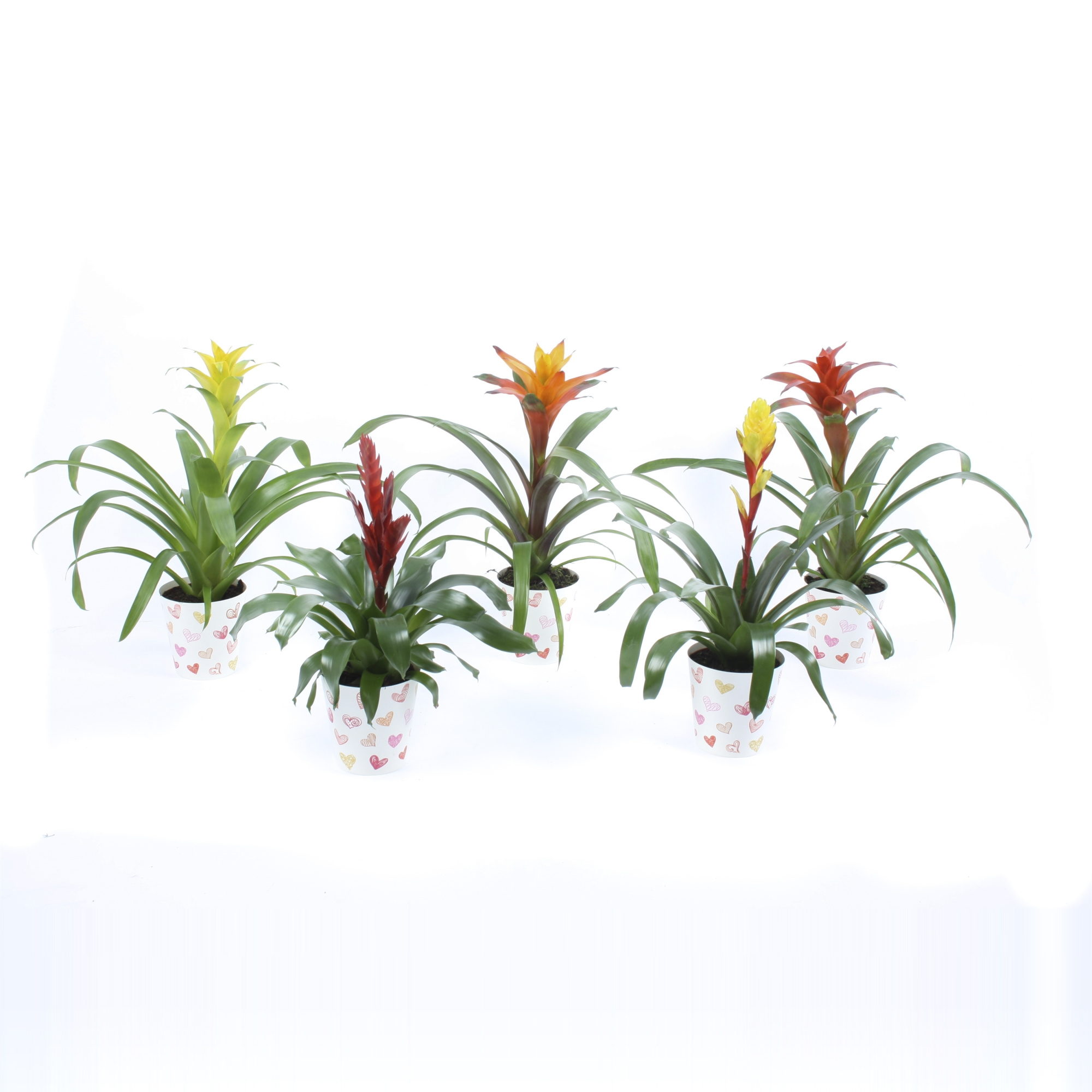 Bromelia mix in hartjescover, D 12,5 cm