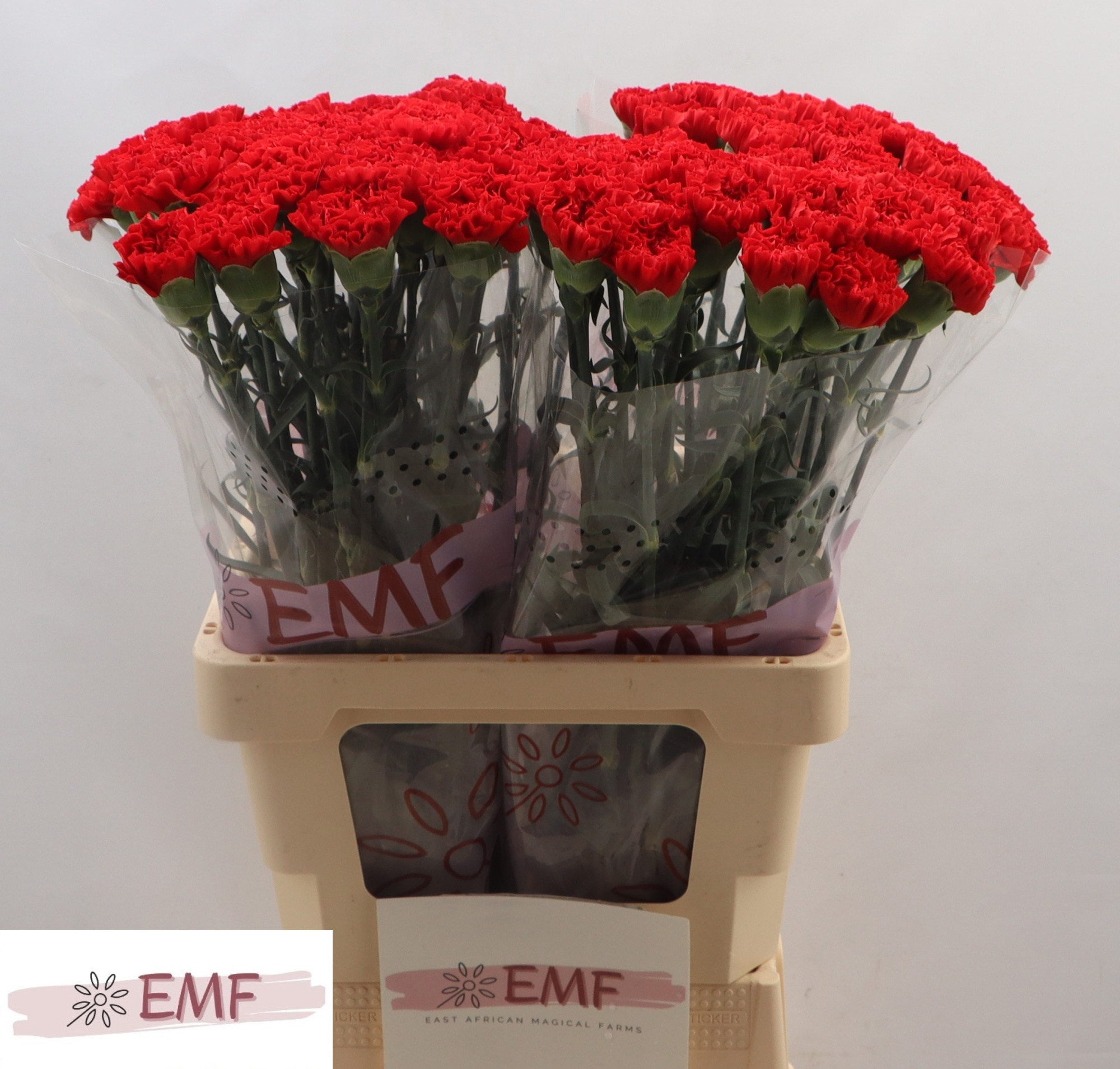 Диантус од. Кортес, шт.