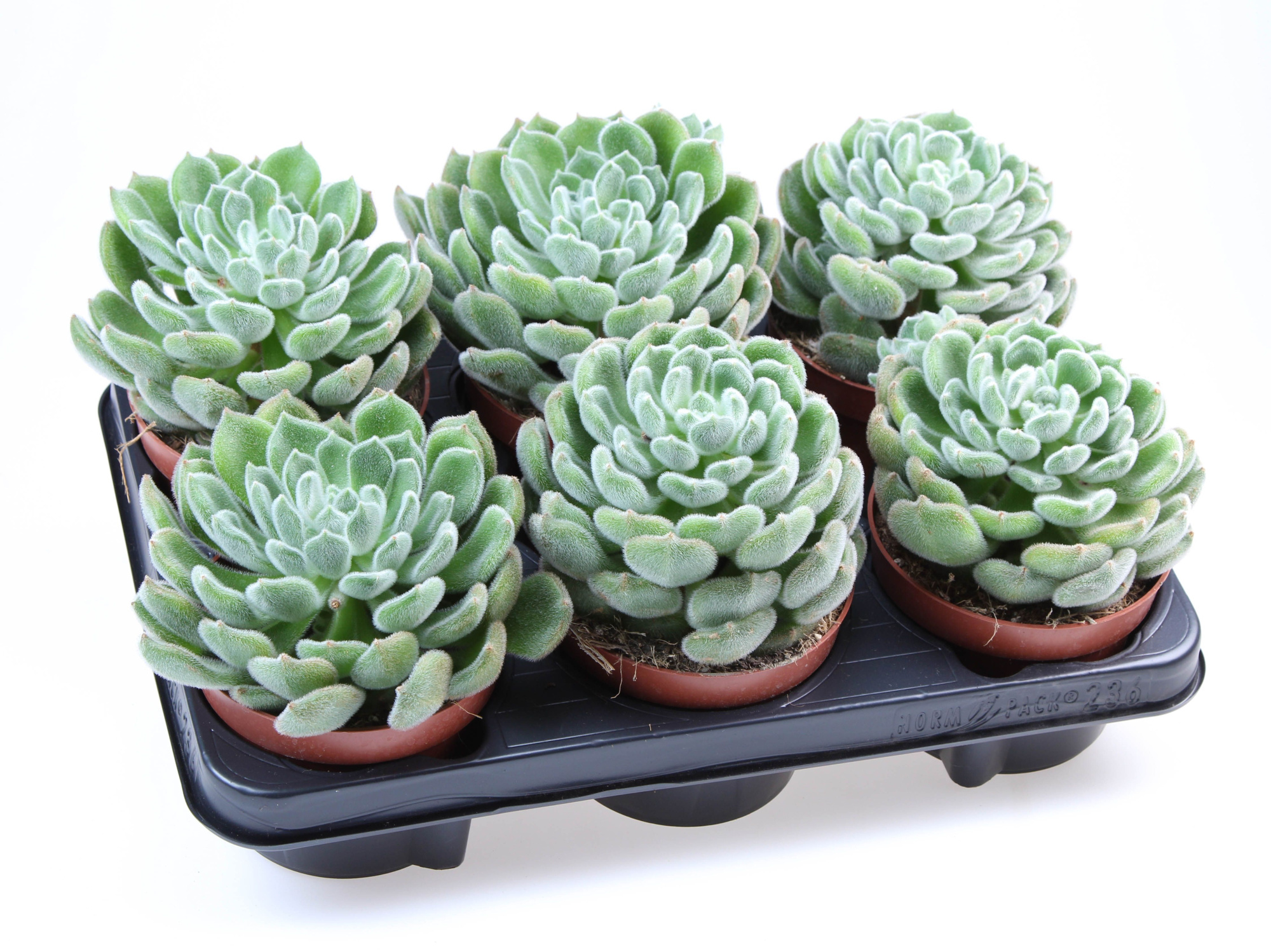 Echeveria setosa, D 12,5