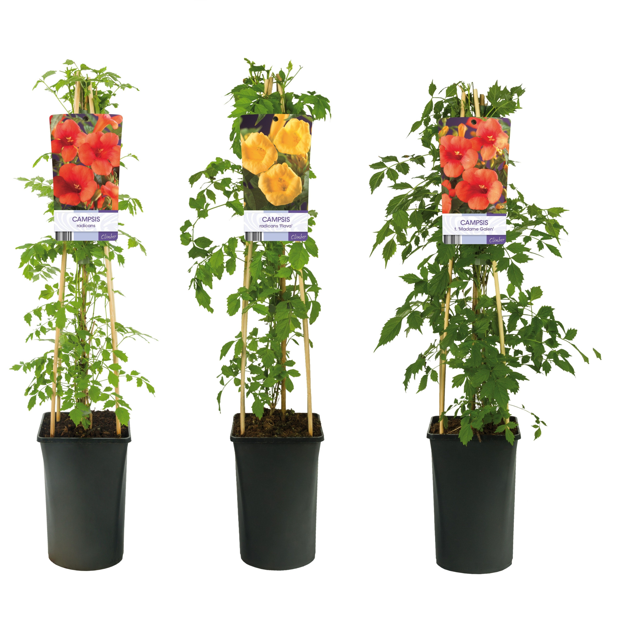 Mixtray Campsis +light label, D 17 cm