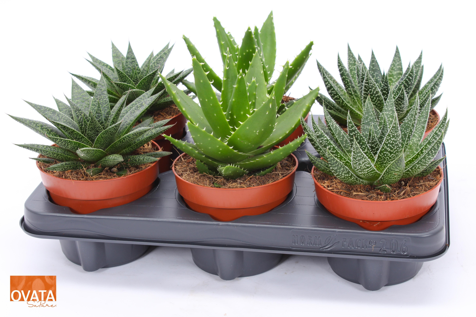 ROCKS mix 12, D 12 cm