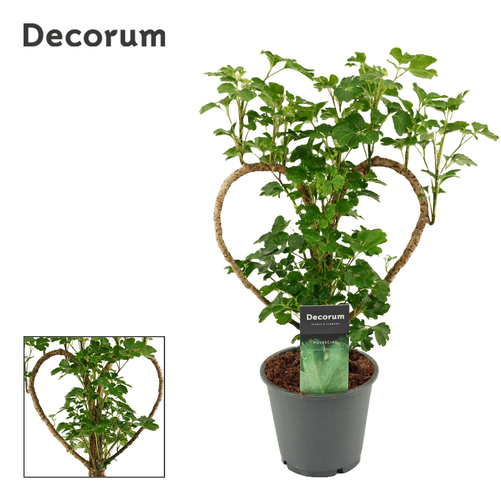 Polyscias Hart 12 cm (Decorum), D 12