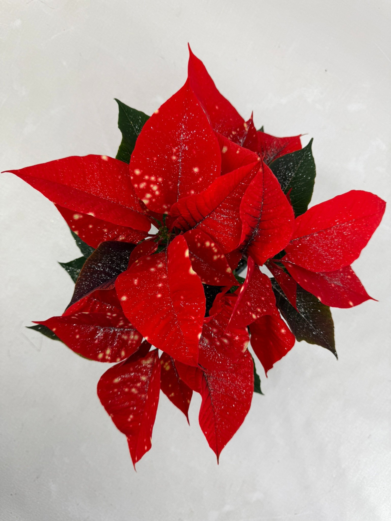 Poinsettia Fantasy star oranje met zilverglitter, D 10,5 cm
