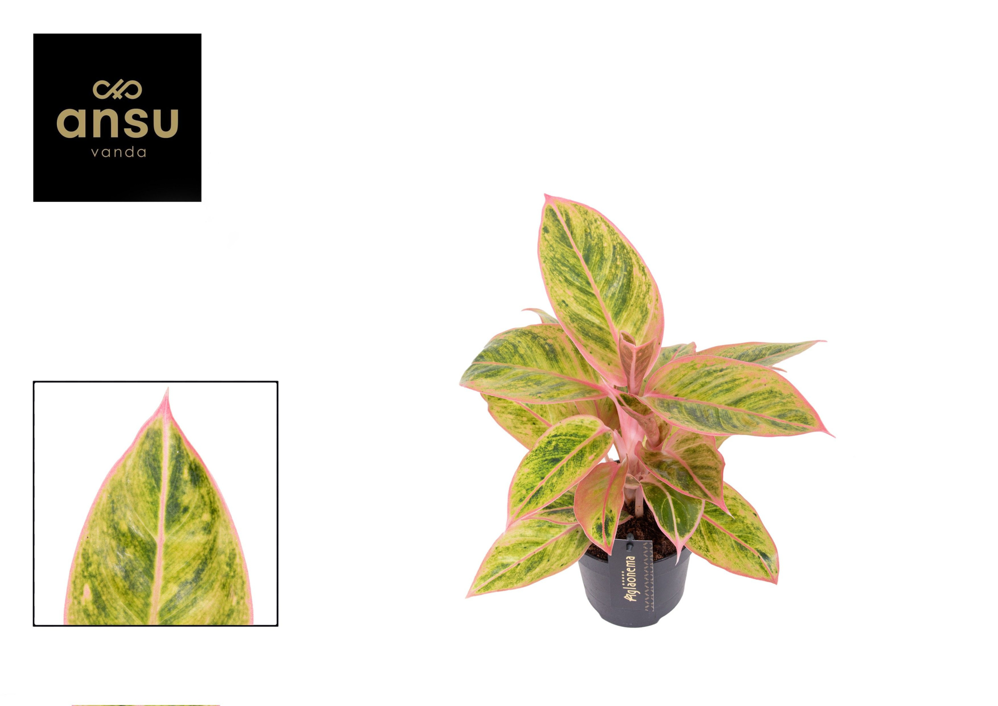 Aglaonema Salmon Fantasy, D 12 cm