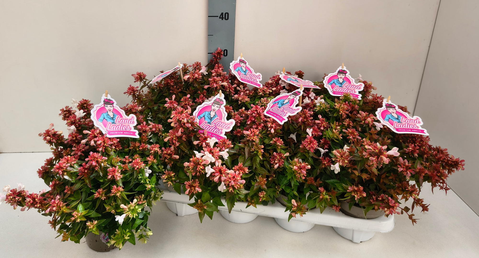 Abelia Little Lady 13T, D 13 cm