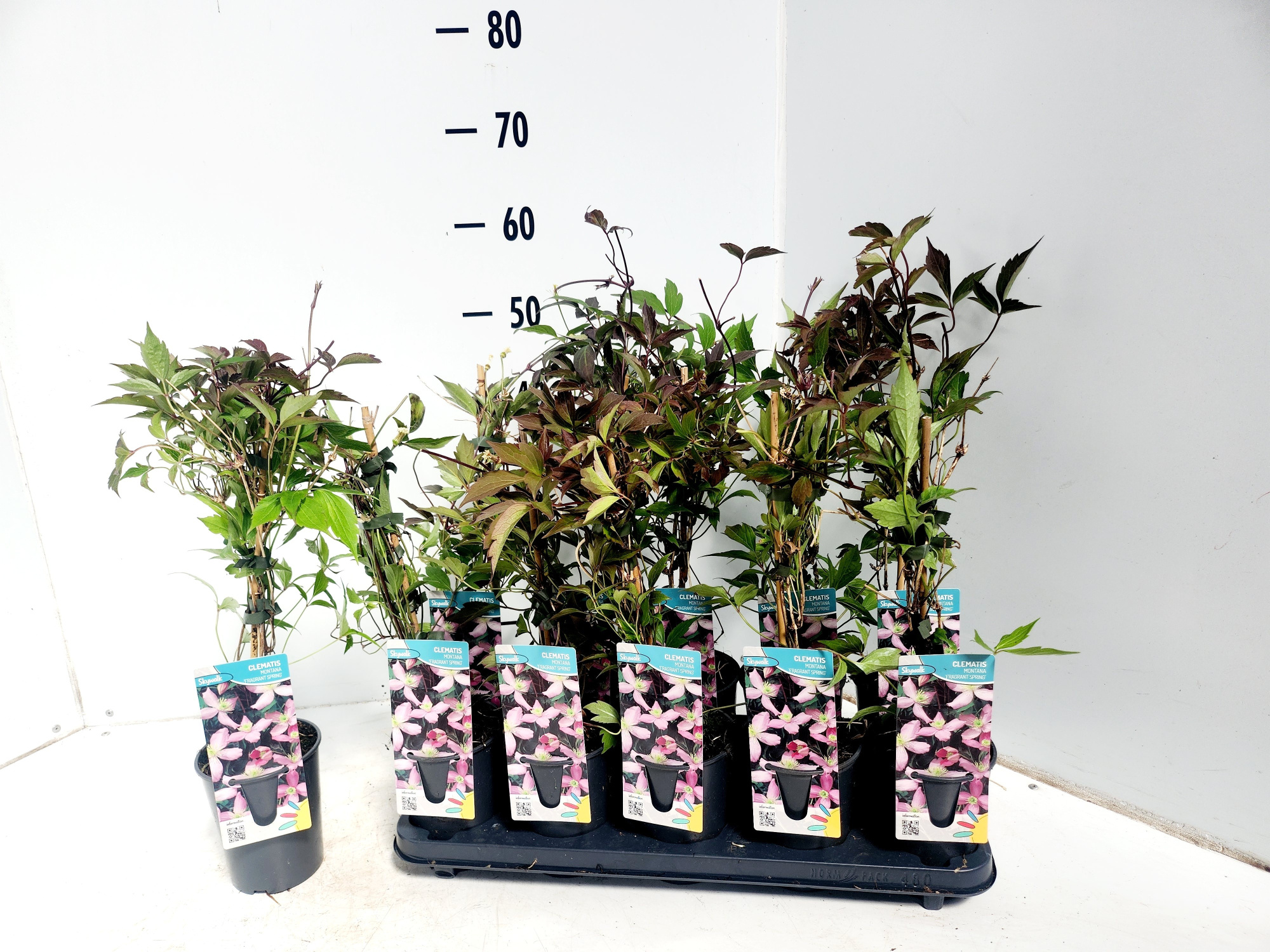 clematis montana fragrant spring, D 12 cm