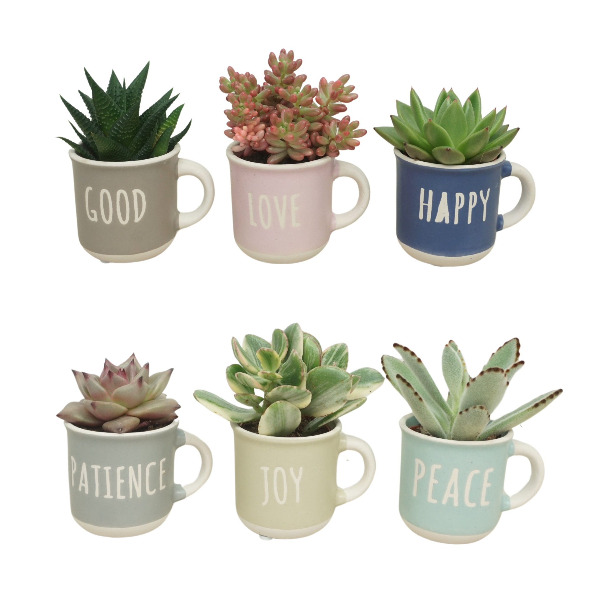 Succulent mix in 6 cm 'Happy Life Mokje', D 5,5