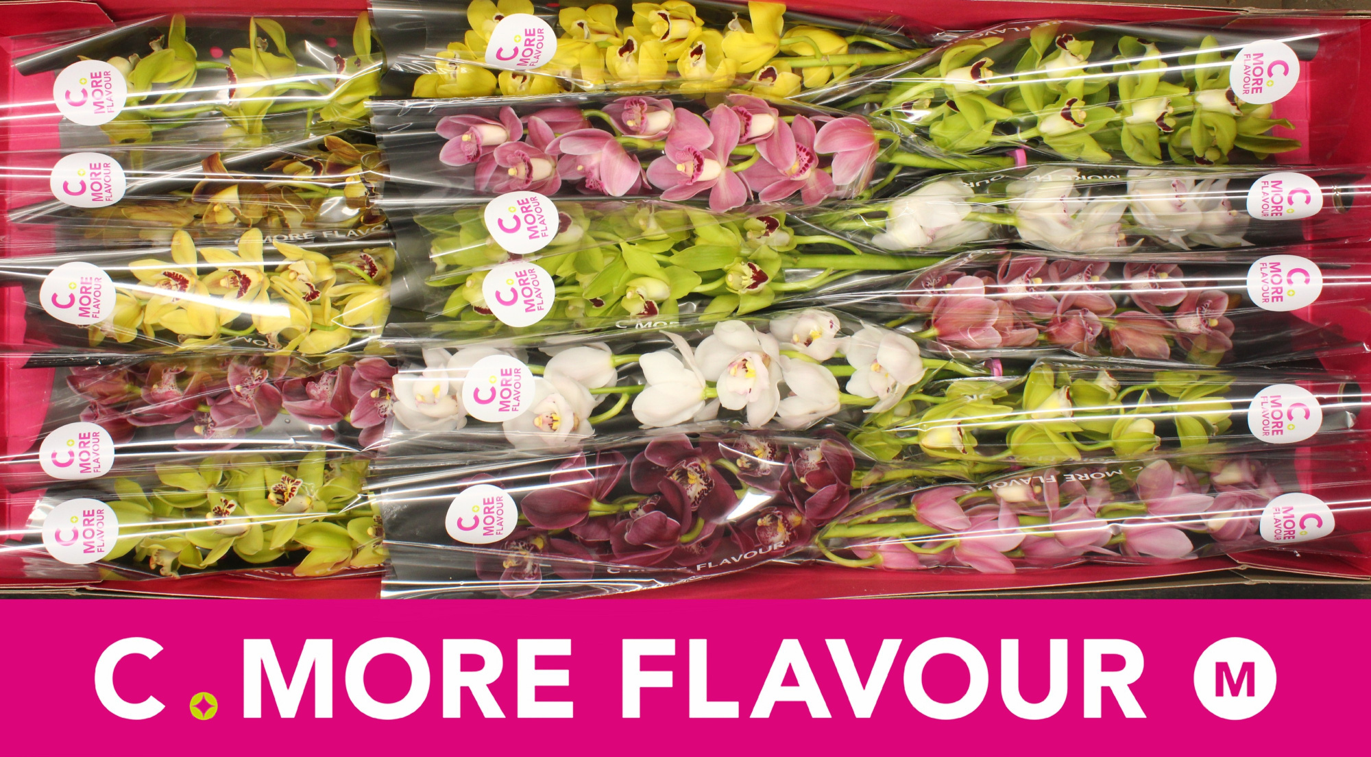 Цимбидиум мини Микс x15 50, шт.