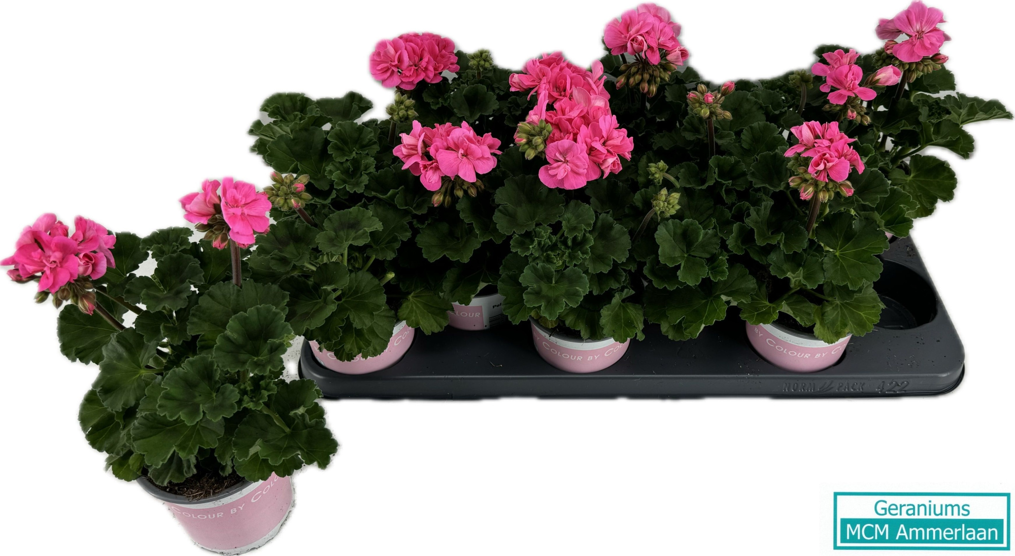 Pel Zo Amelie, D 10,5