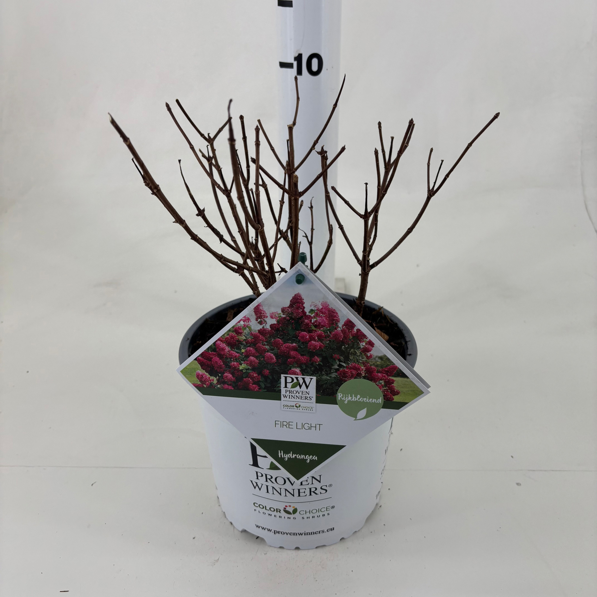 Hydrangea pan. 'Firelight' ®, D 19