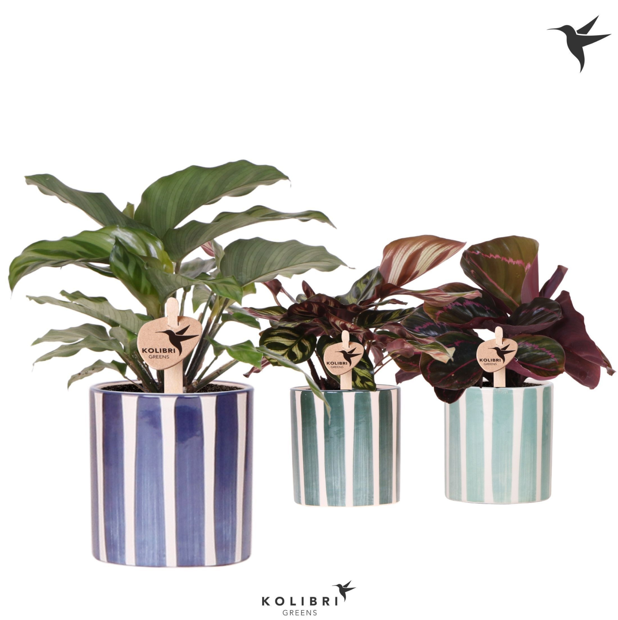 Kolibri Greens Calathea mix in Painted Stripe pot blue mix, D 9 cm