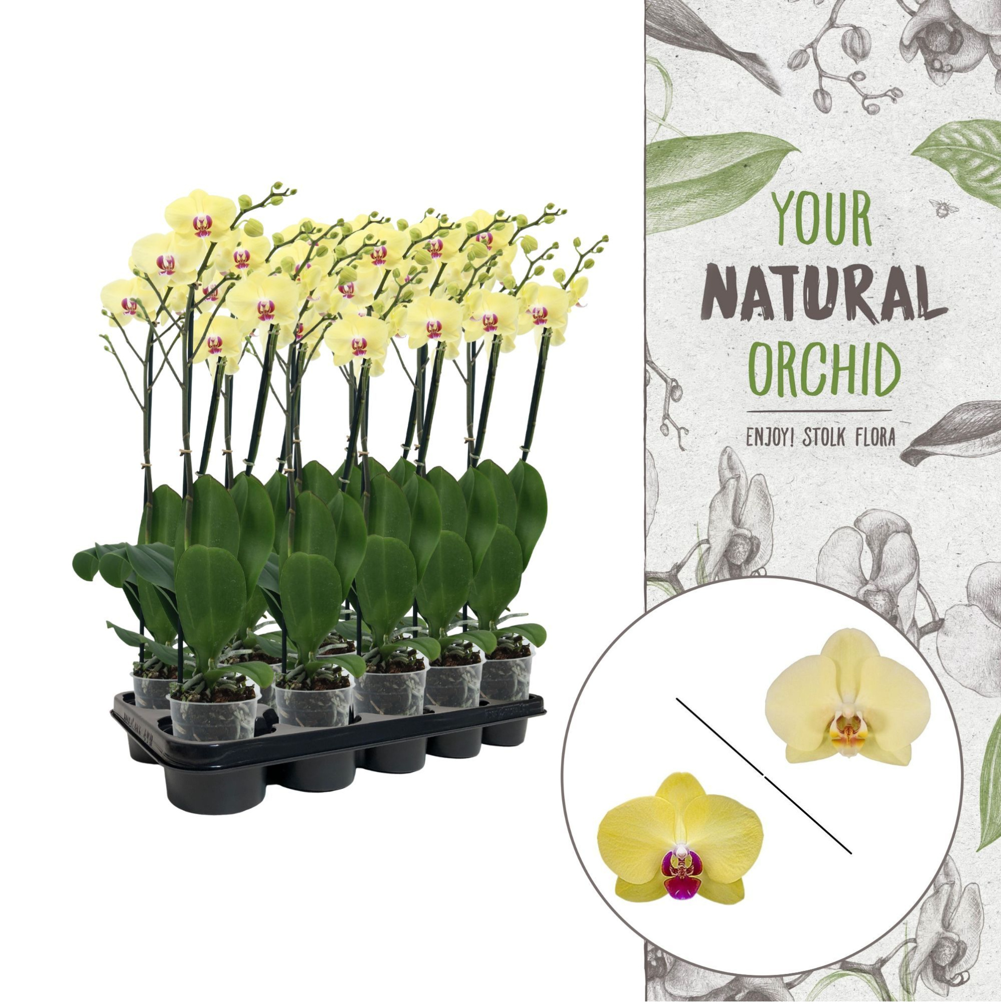 Your Natural Orchid | Yellow | Phalaenopsis 3 spike, D 12