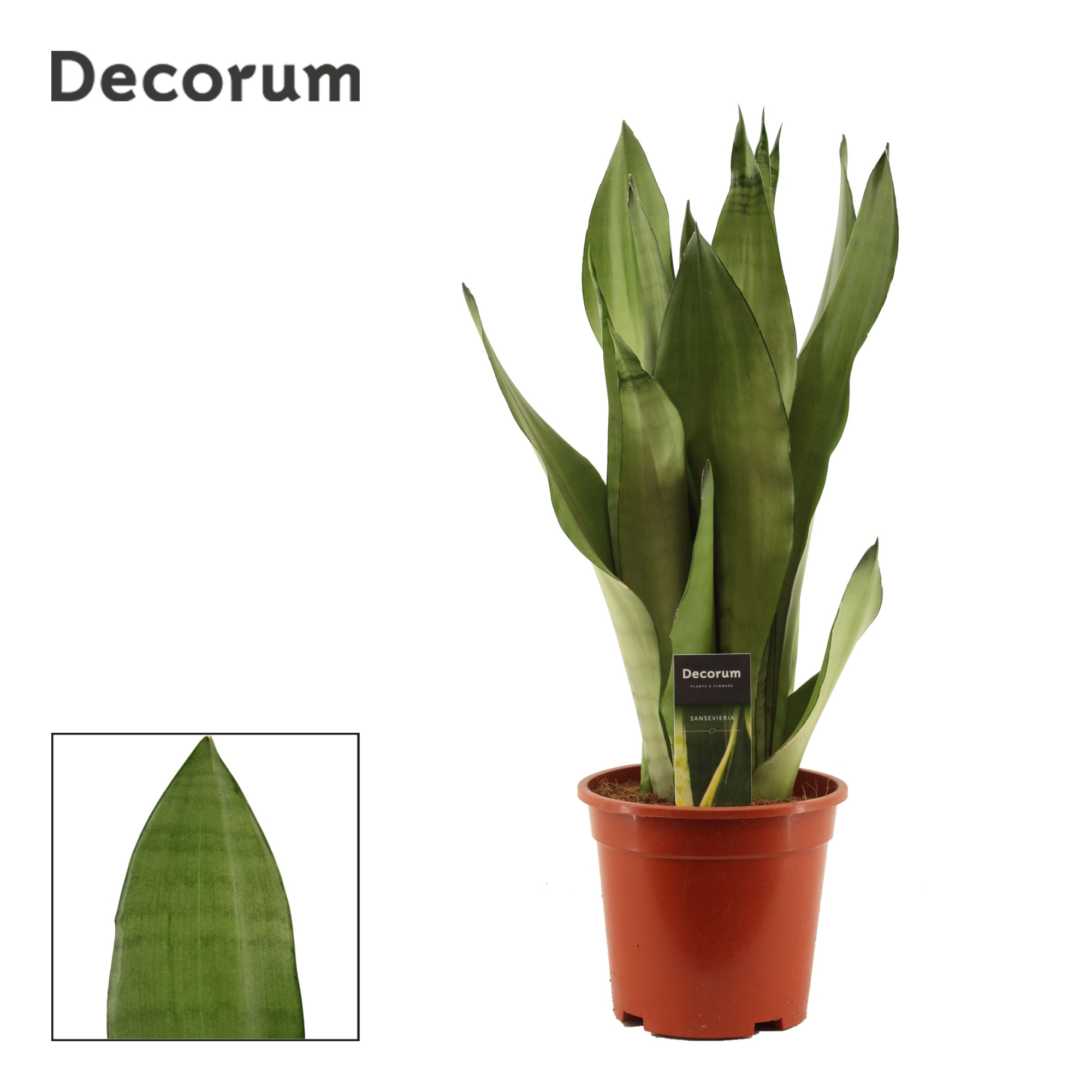 Sansevieria Moonshine 17 cm (Decorum), D 17