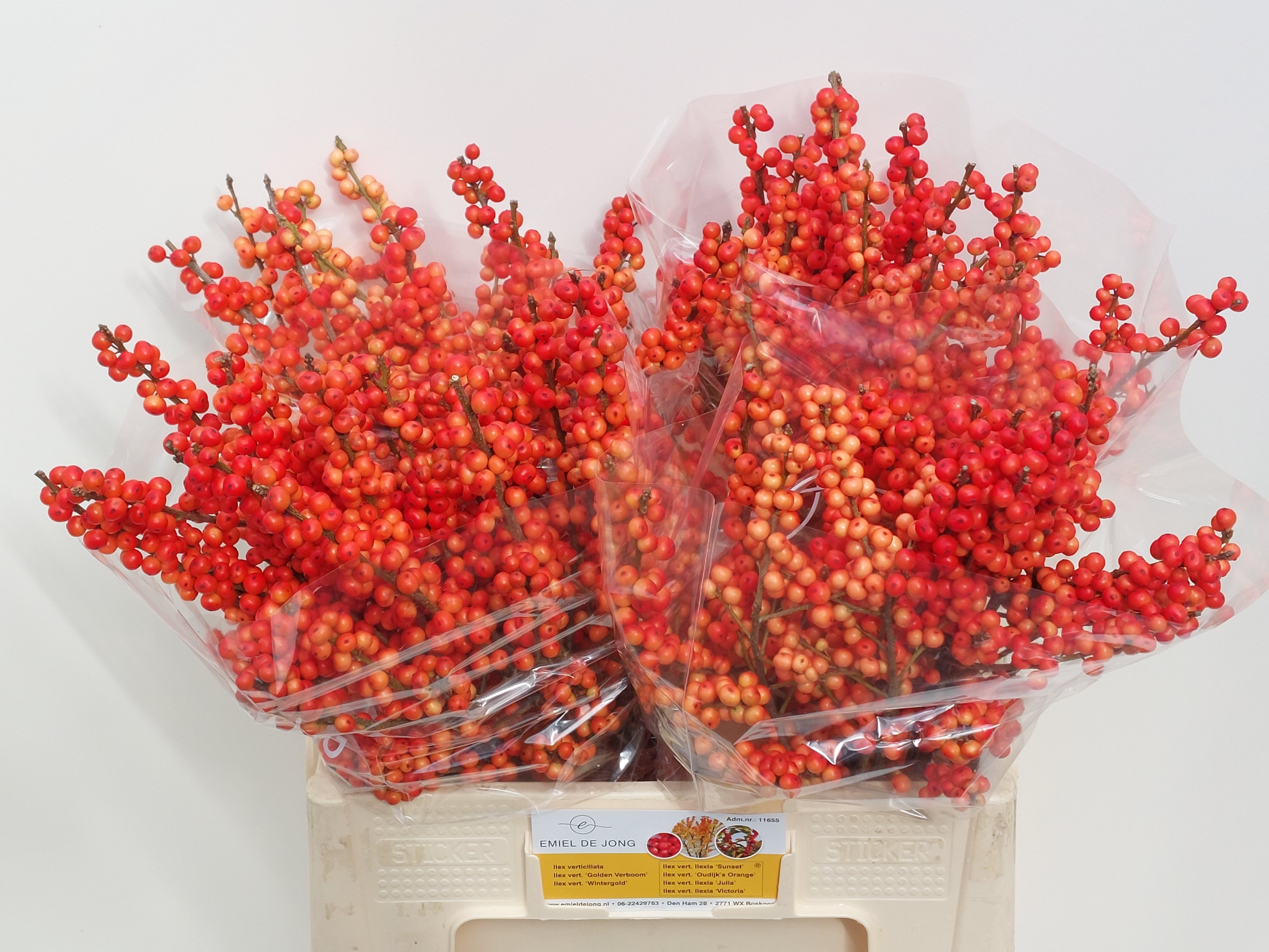 Илекс Аудайкс Оранж 60, шт.