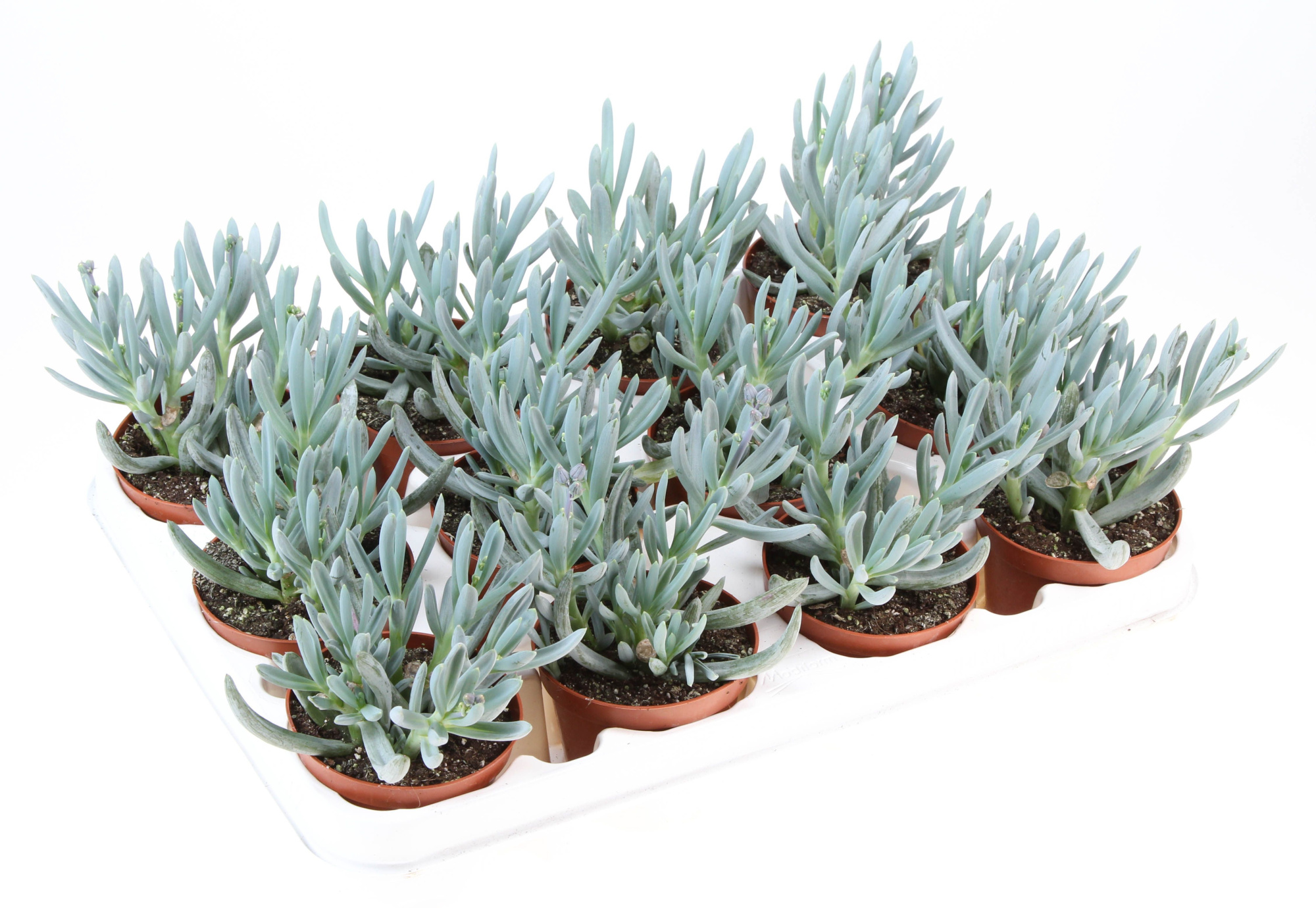 Senecio Kleinia, D 8,5 cm