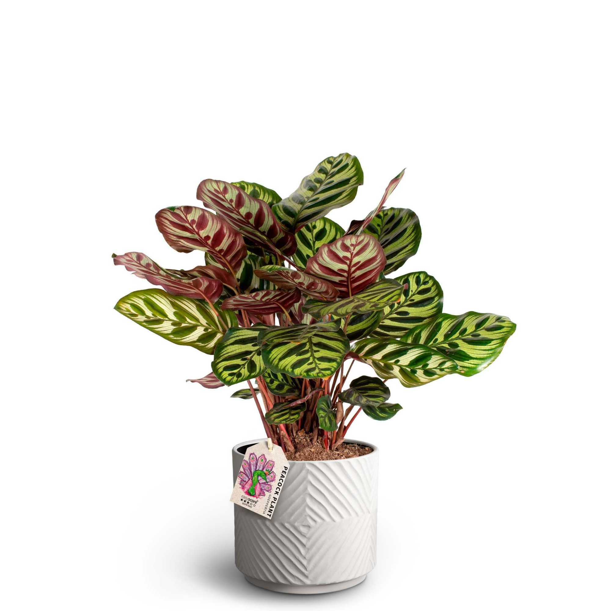 Dune Sand, Calathea Makoyana, D 19