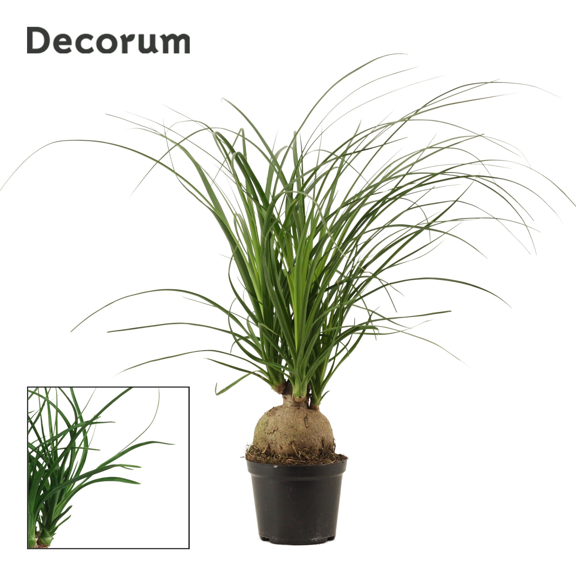 Beaucarnea bol 12 cm (Decorum), D 12 cm