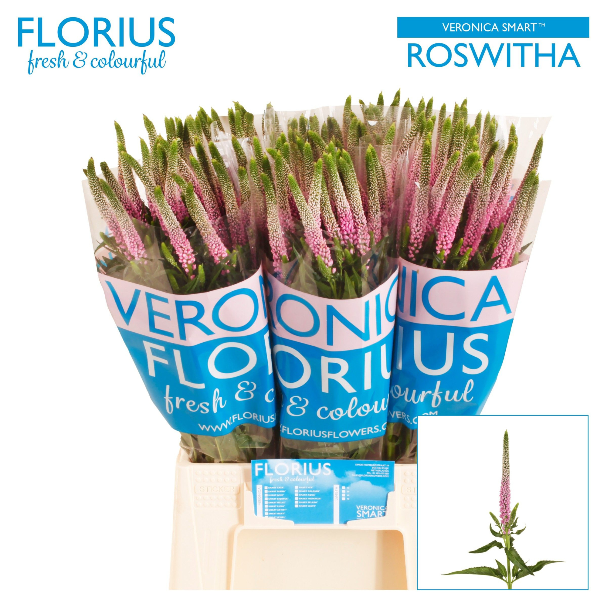 Вероника Смарт Роузвита 50, шт.