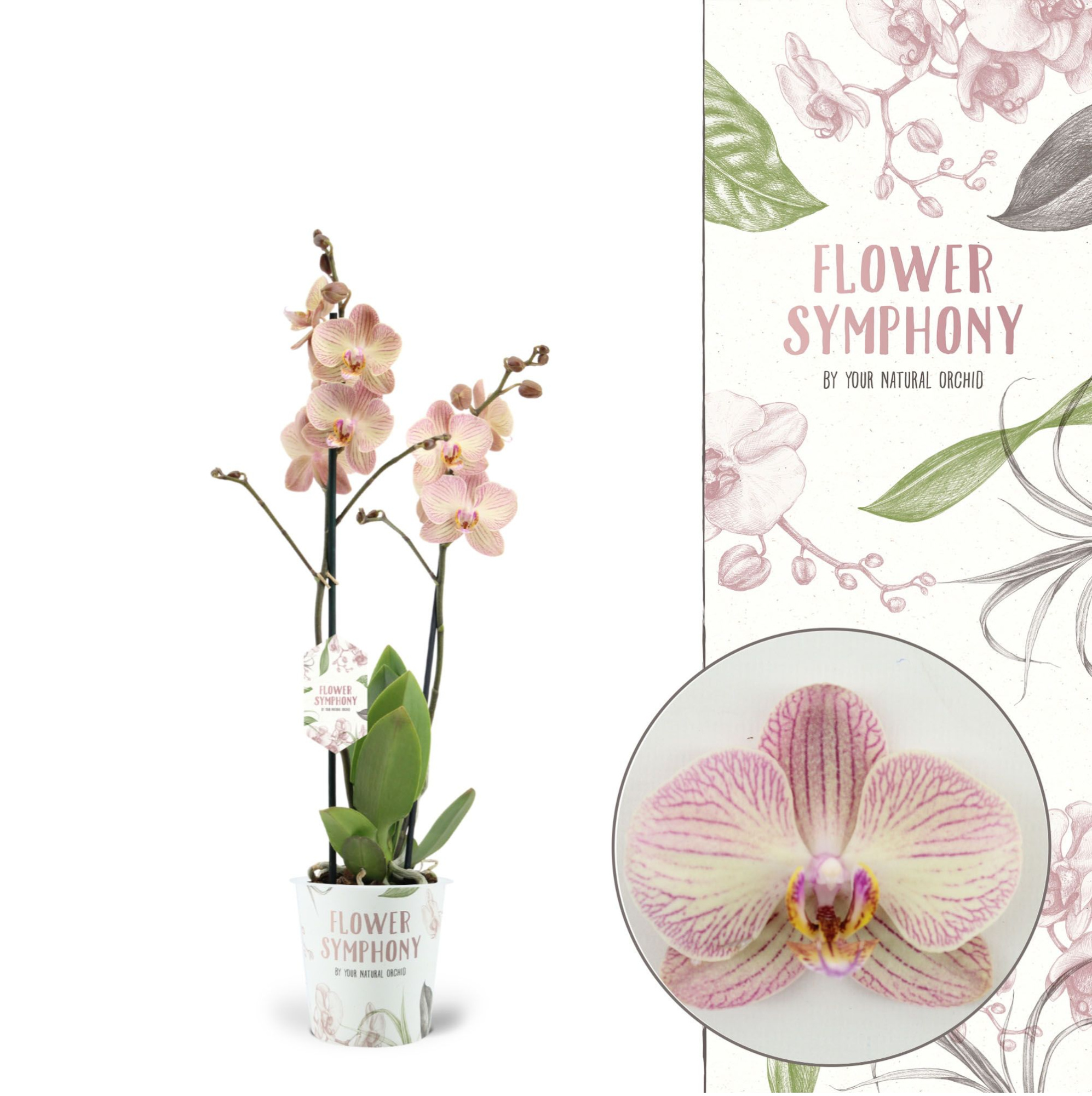 Flower Symphony | Varese | Phalaenopsis 2 spike, D 12 cm