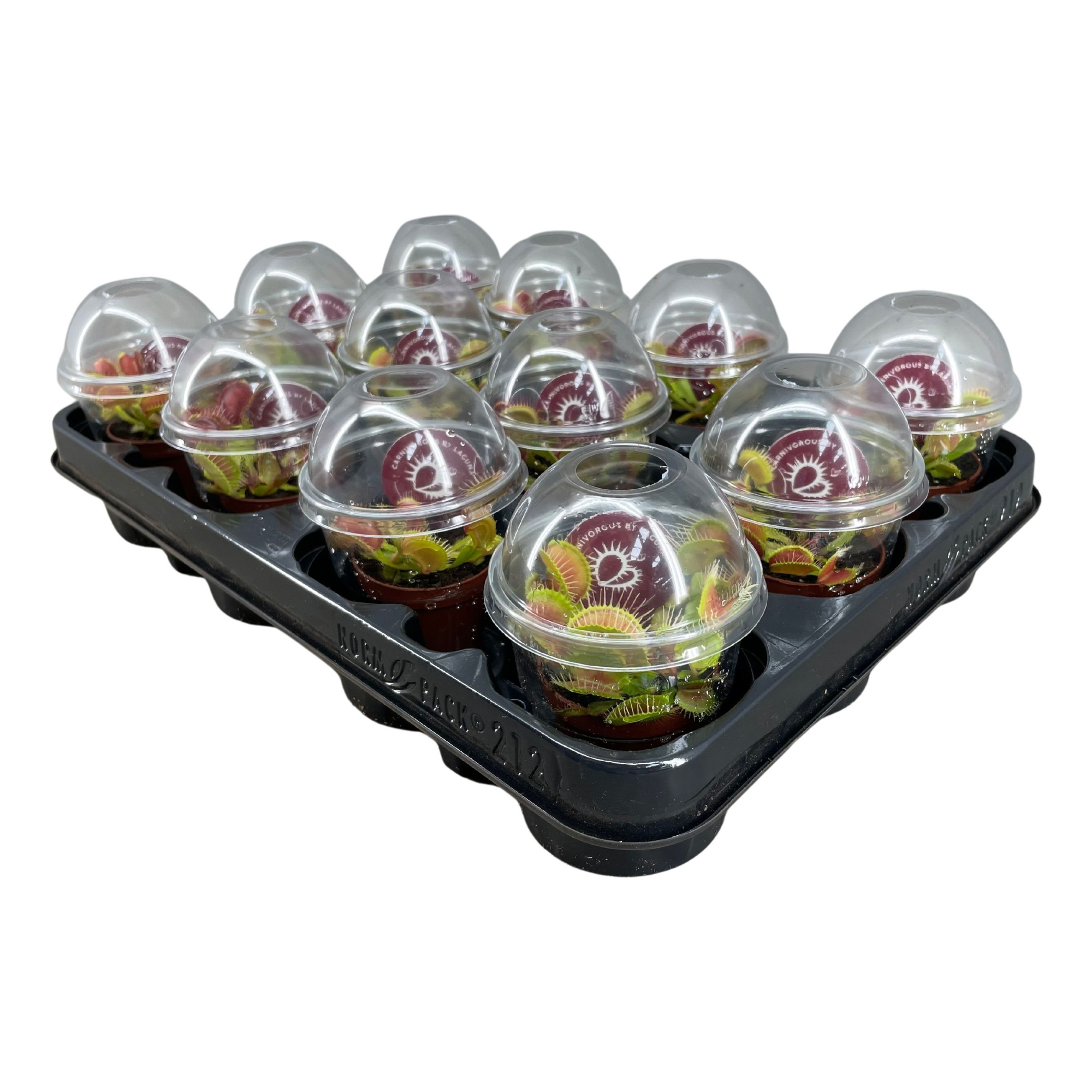 Dionaea Muscipula in beker, D 5,5 cm