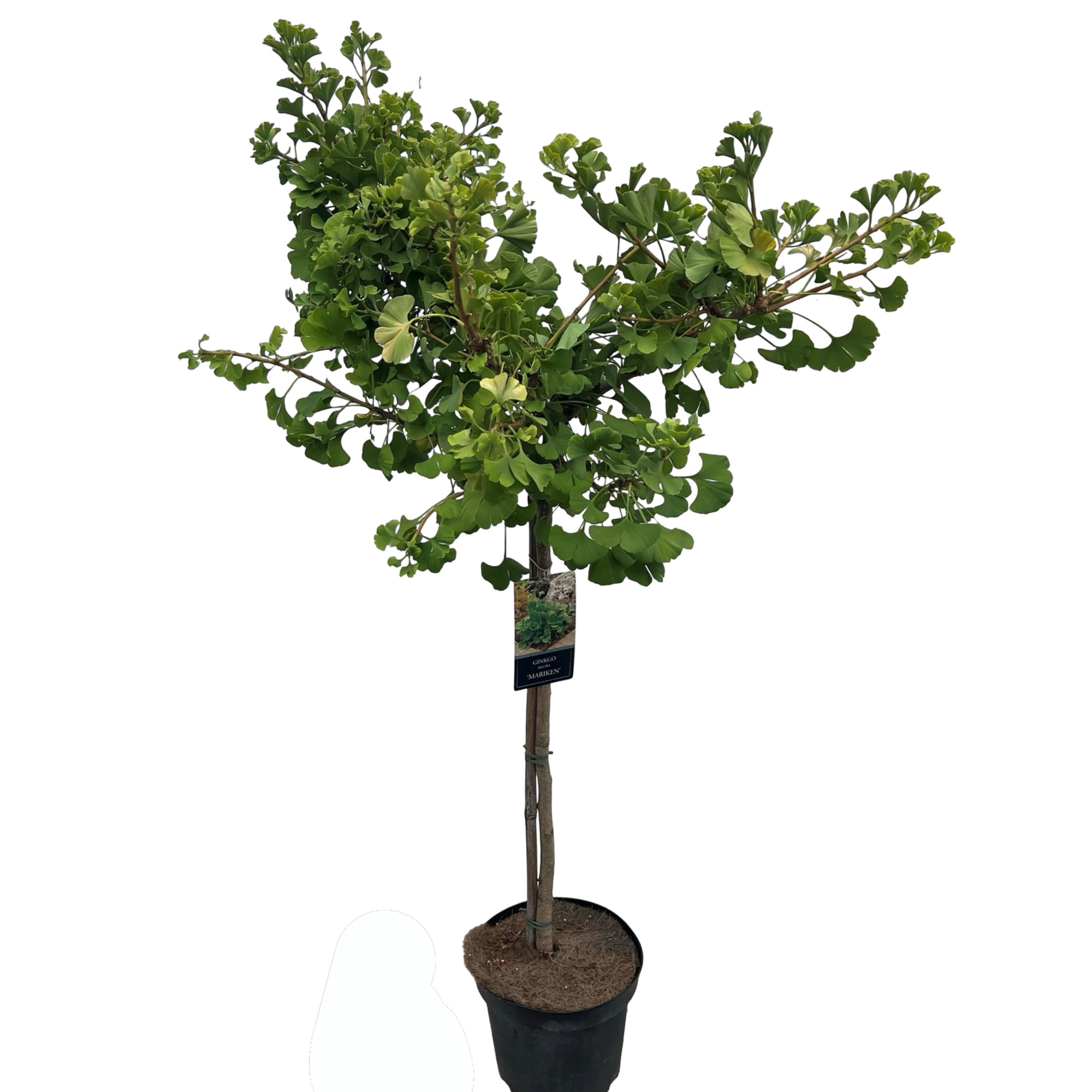 Ginkgo biloba 'Mariken' stam 90 cm, D 27 cm