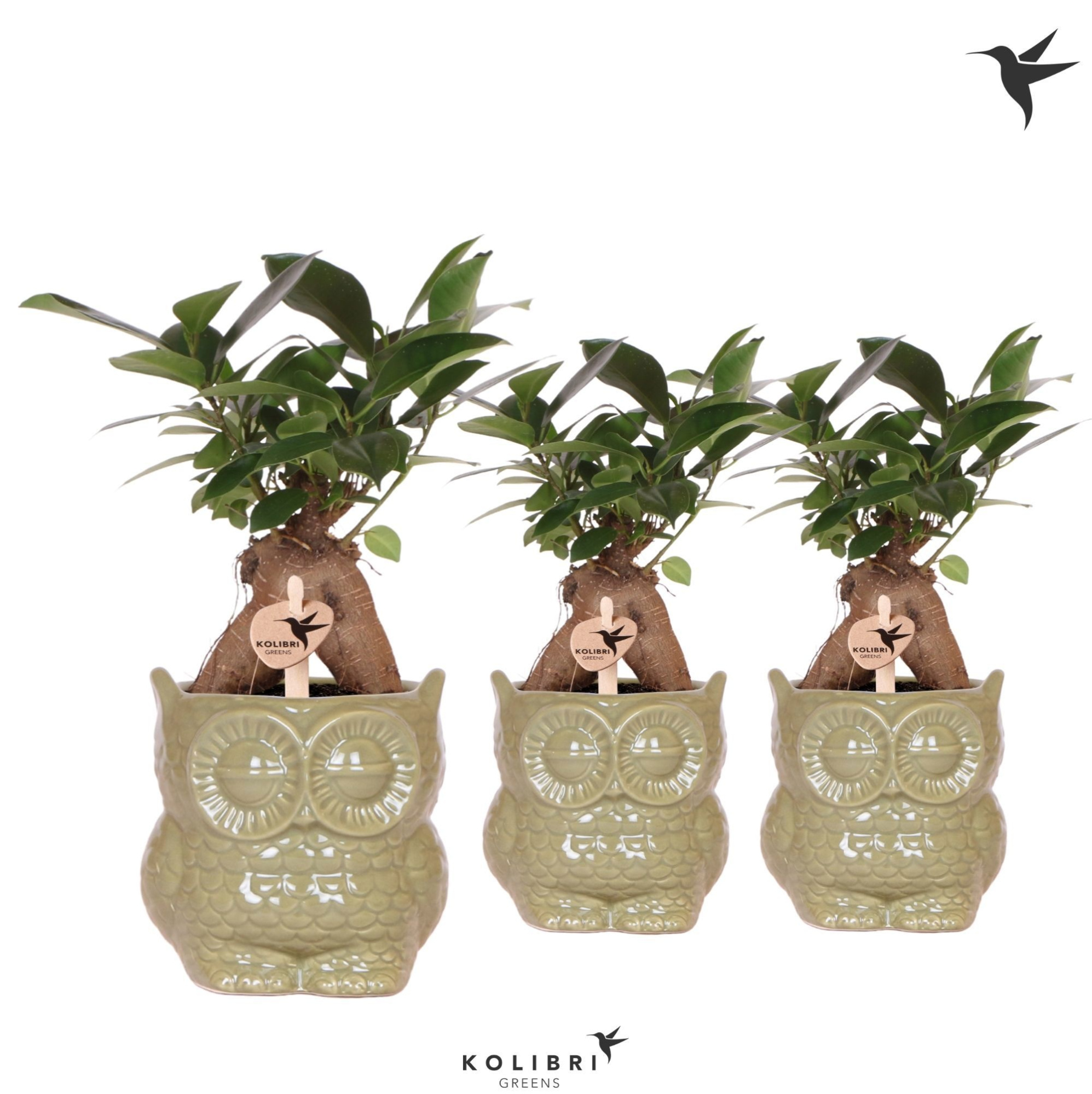 Kolibri Greens Ficus Ginseng Retusa in Owl pot green, D 9 cm