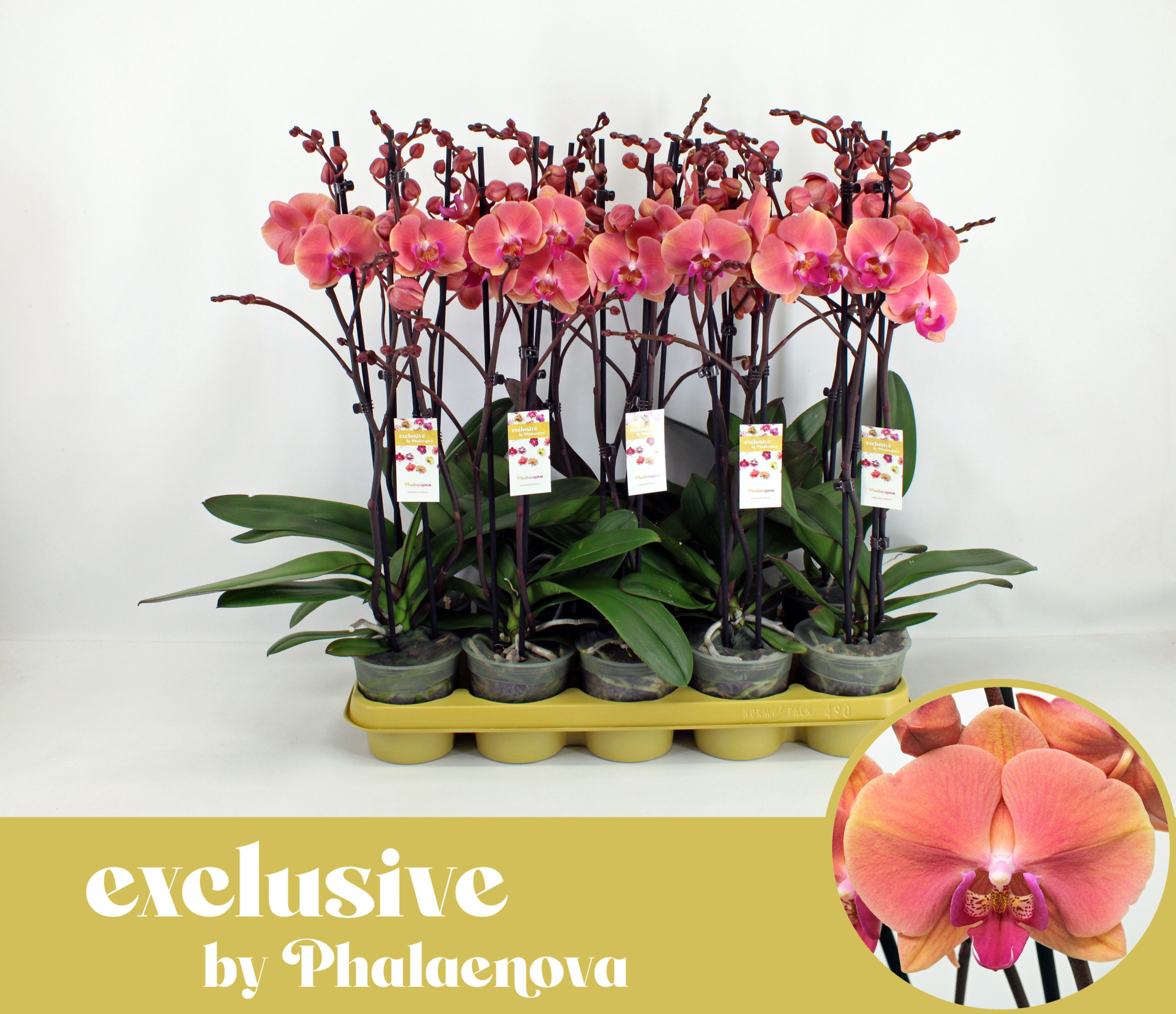 Menton 2-tak 60cm (RIJP), D 12