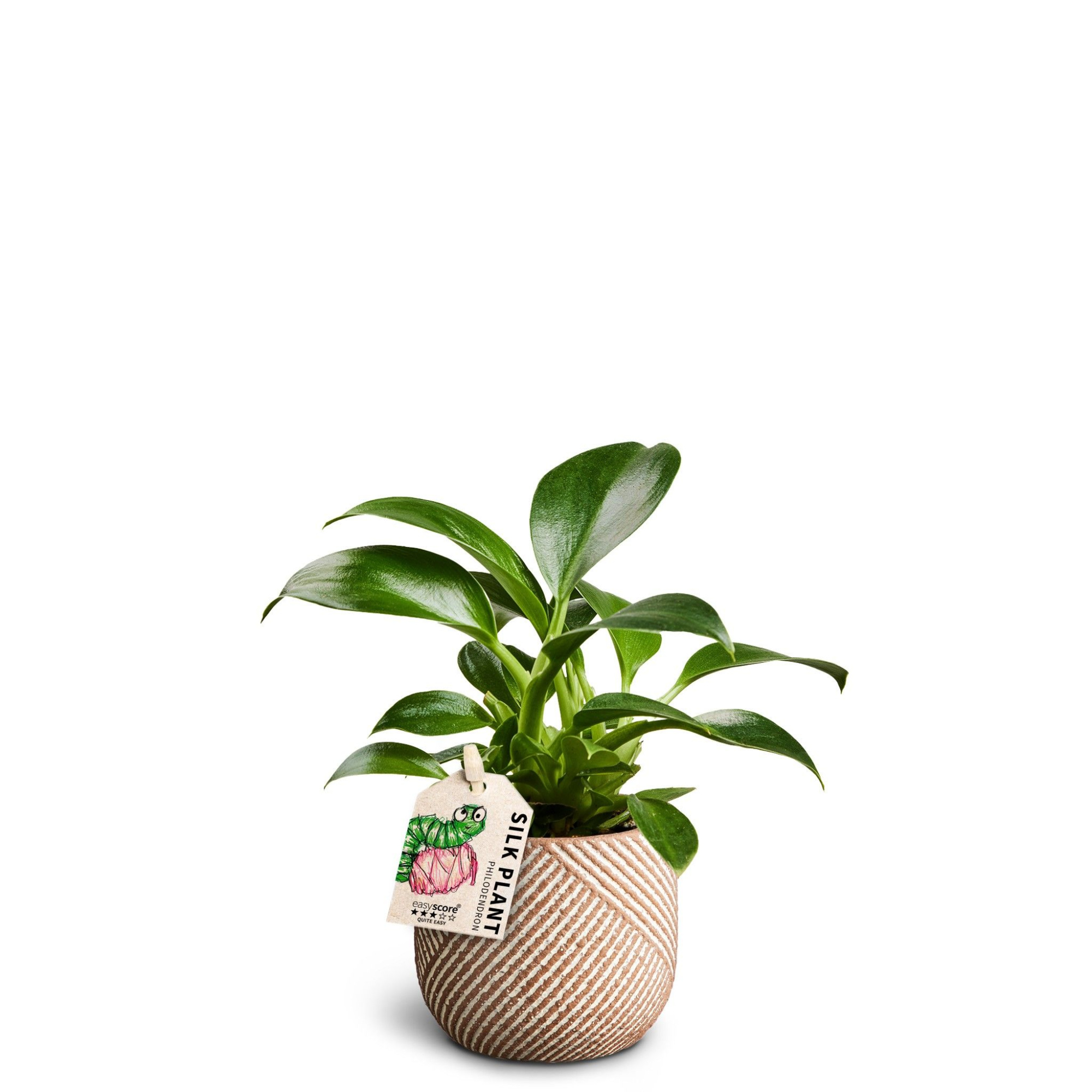 Grove Nougat Philodendron ´Green Princess´, D 7 cm