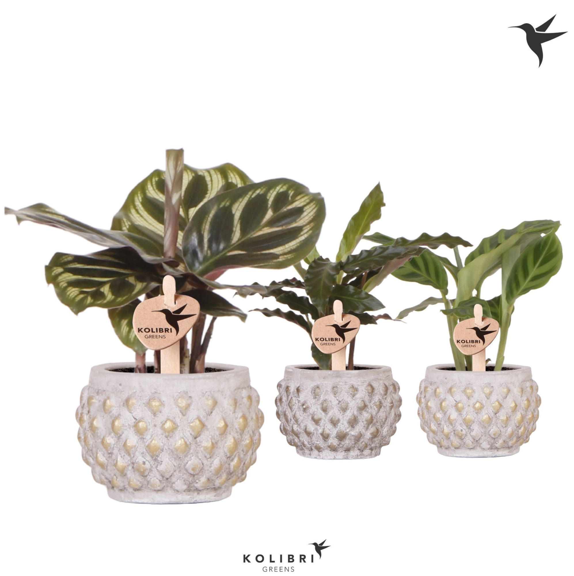 Kolibri Greens Calathea mix in Marrakesh pot gold copper mix, D 6 cm