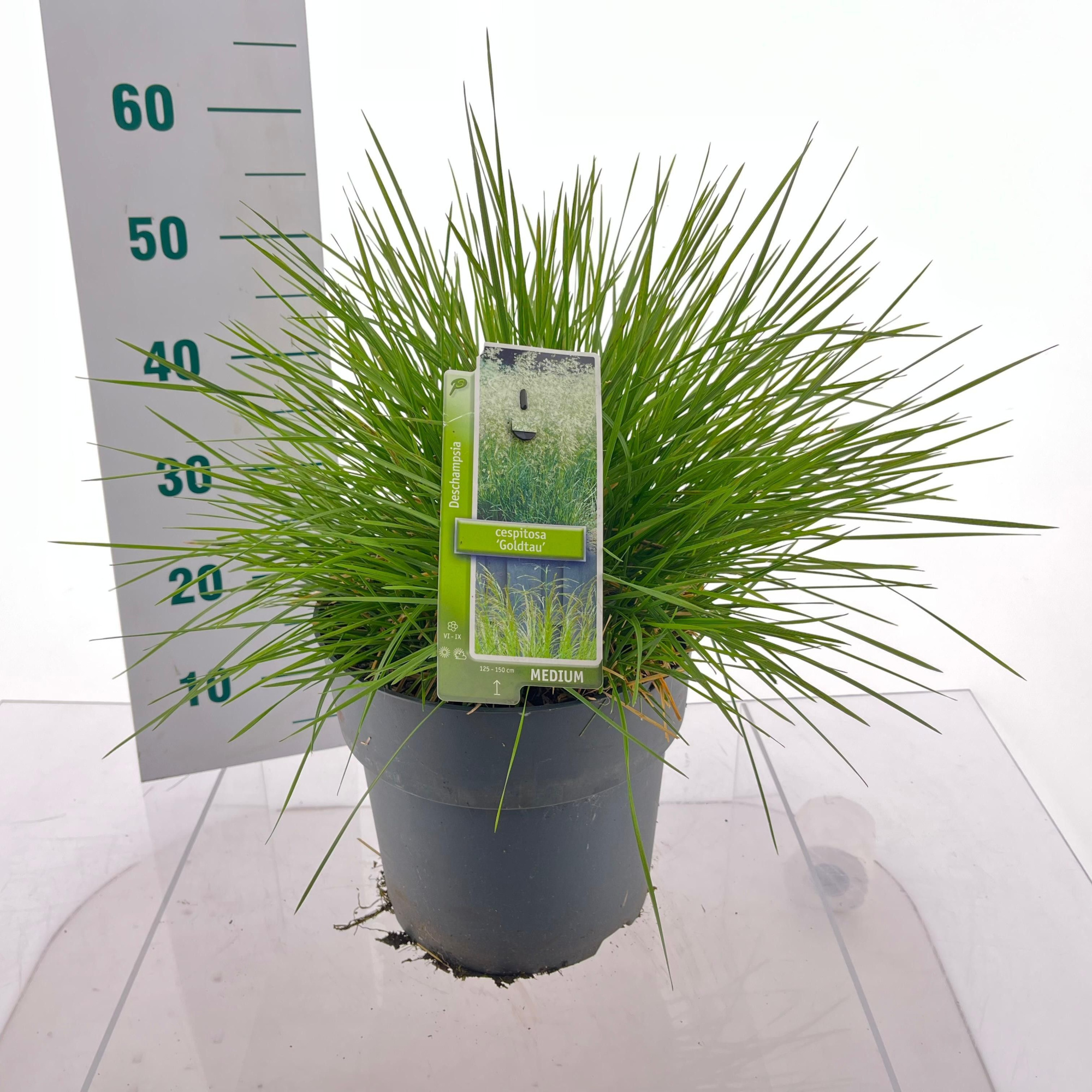 Deschampsia cespitosa 'Goldtau', D 29