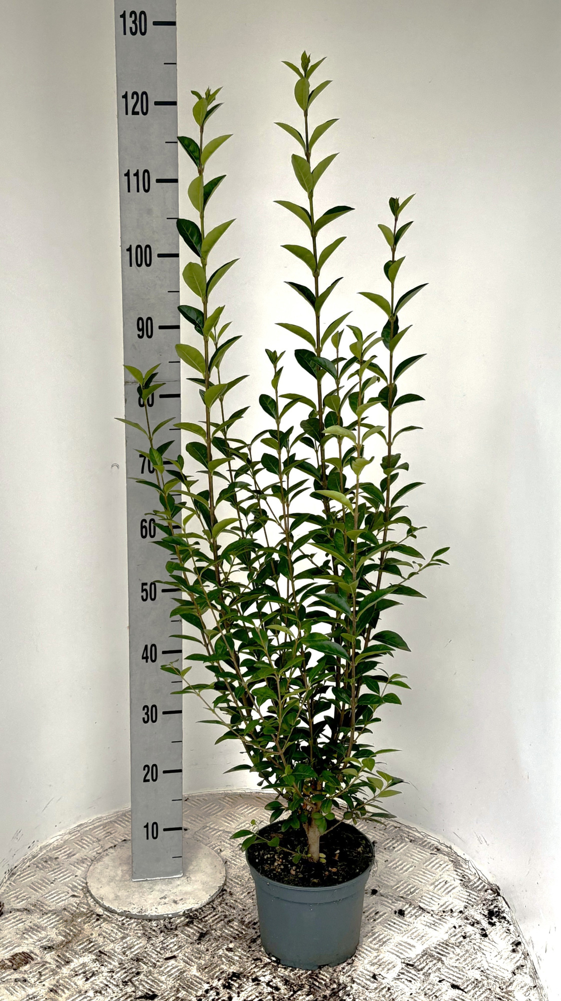 Ligustrum ovalifolium 60-100cm, D 19 cm