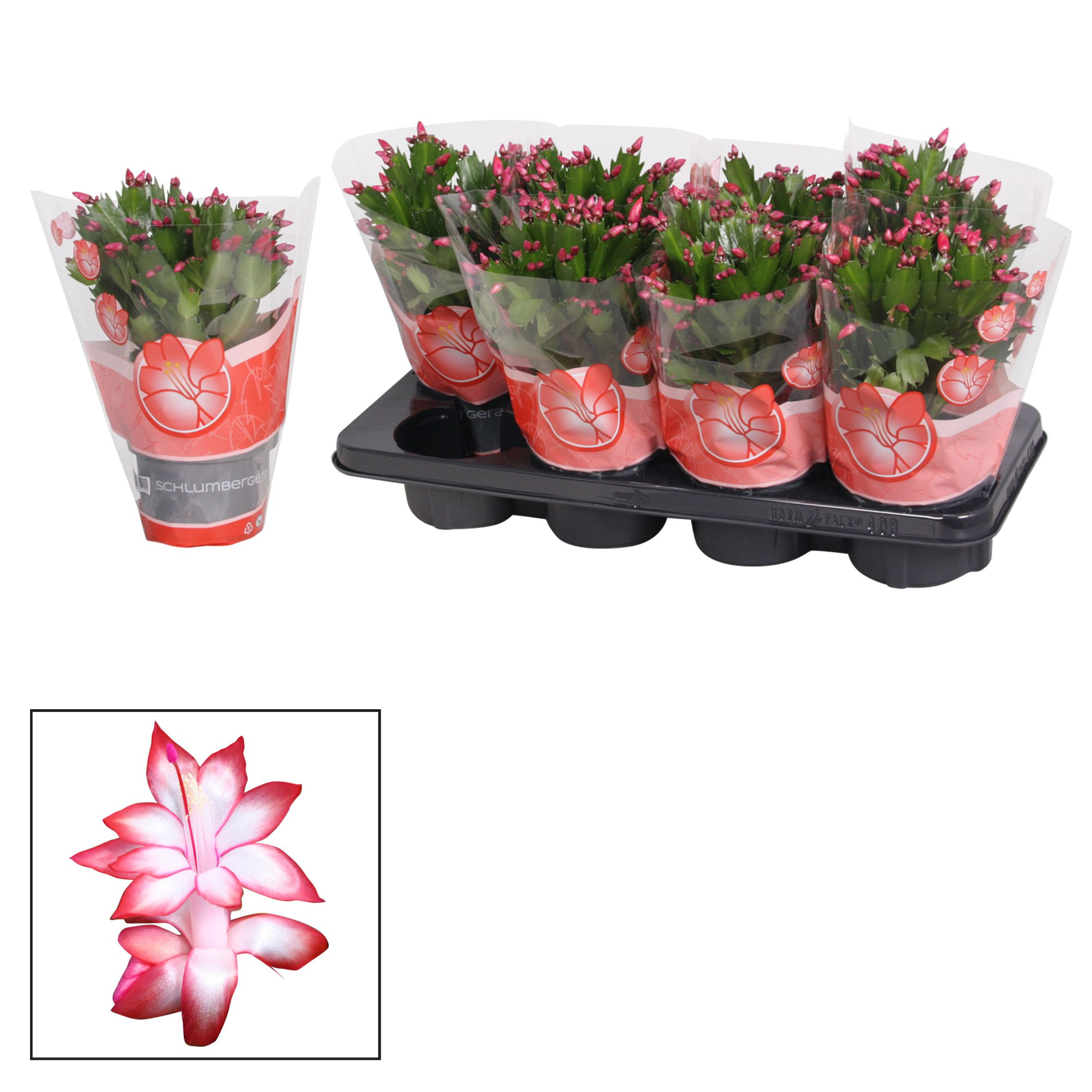 Schlumbergera - 13 cm - Red (België Rood), D 13