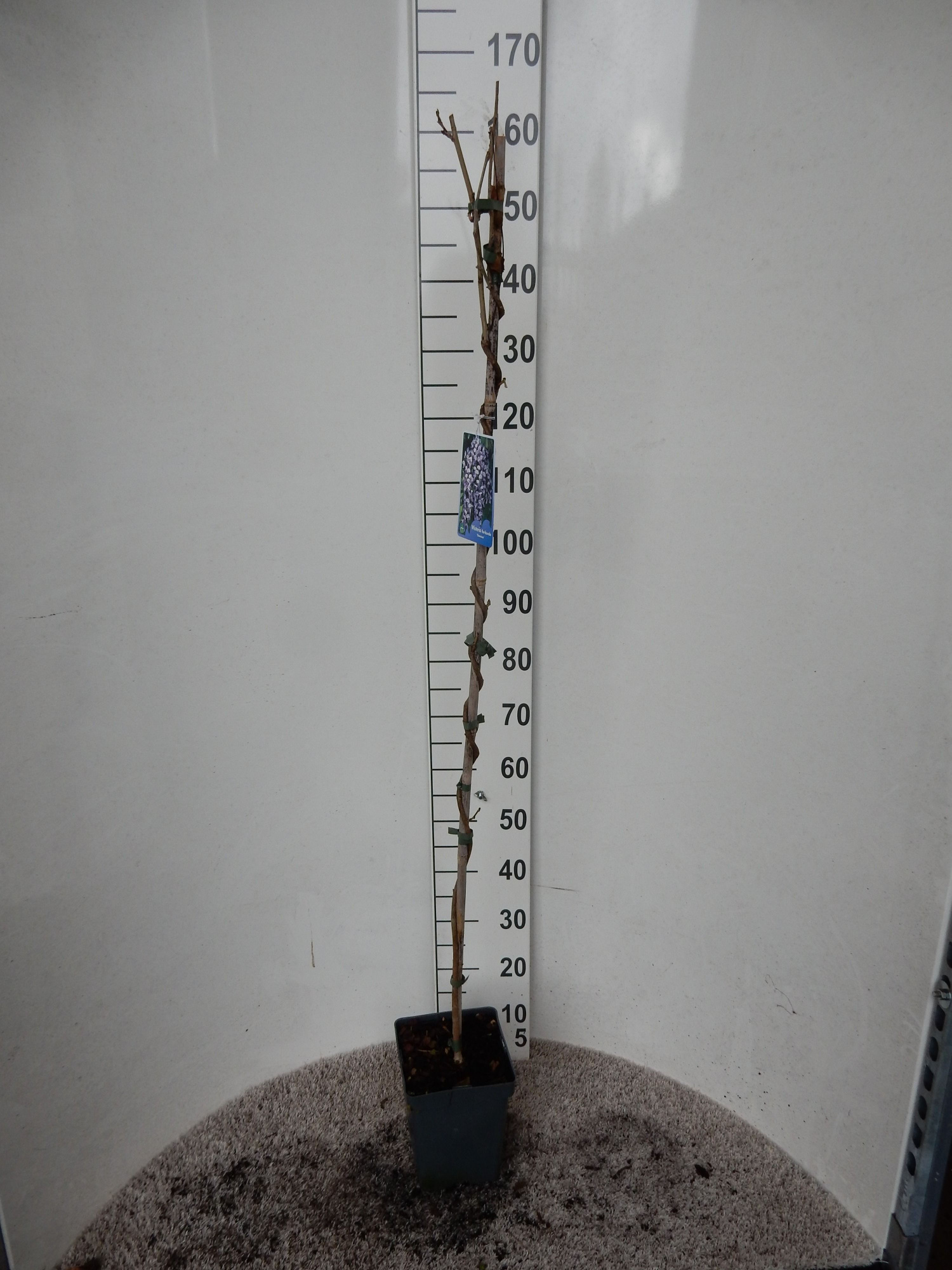 Wisteria floribunda Domino 120 cm P19, D 19 cm