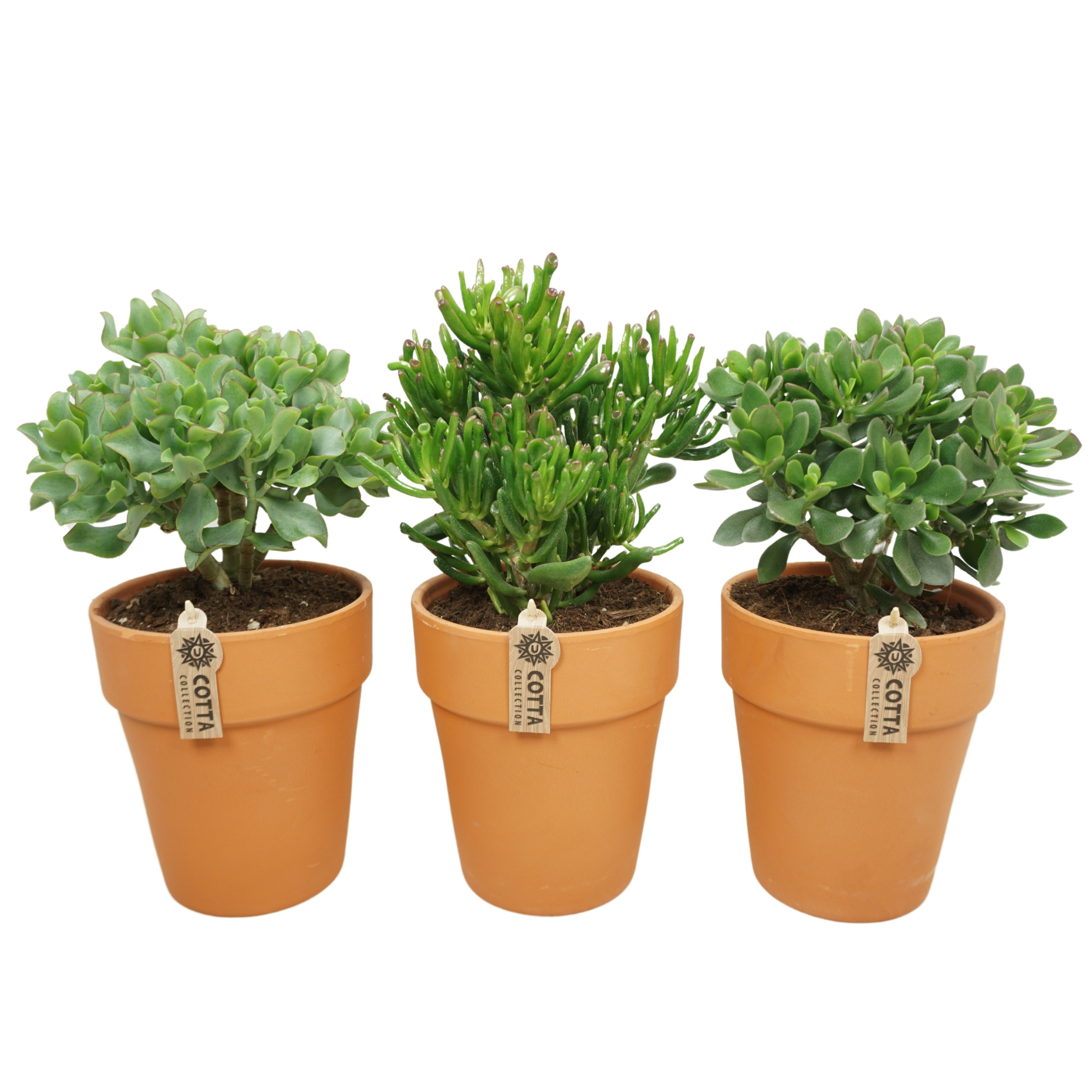 Crassula mix in 19 cm 'Terracotta Vaaspot', D 17 cm