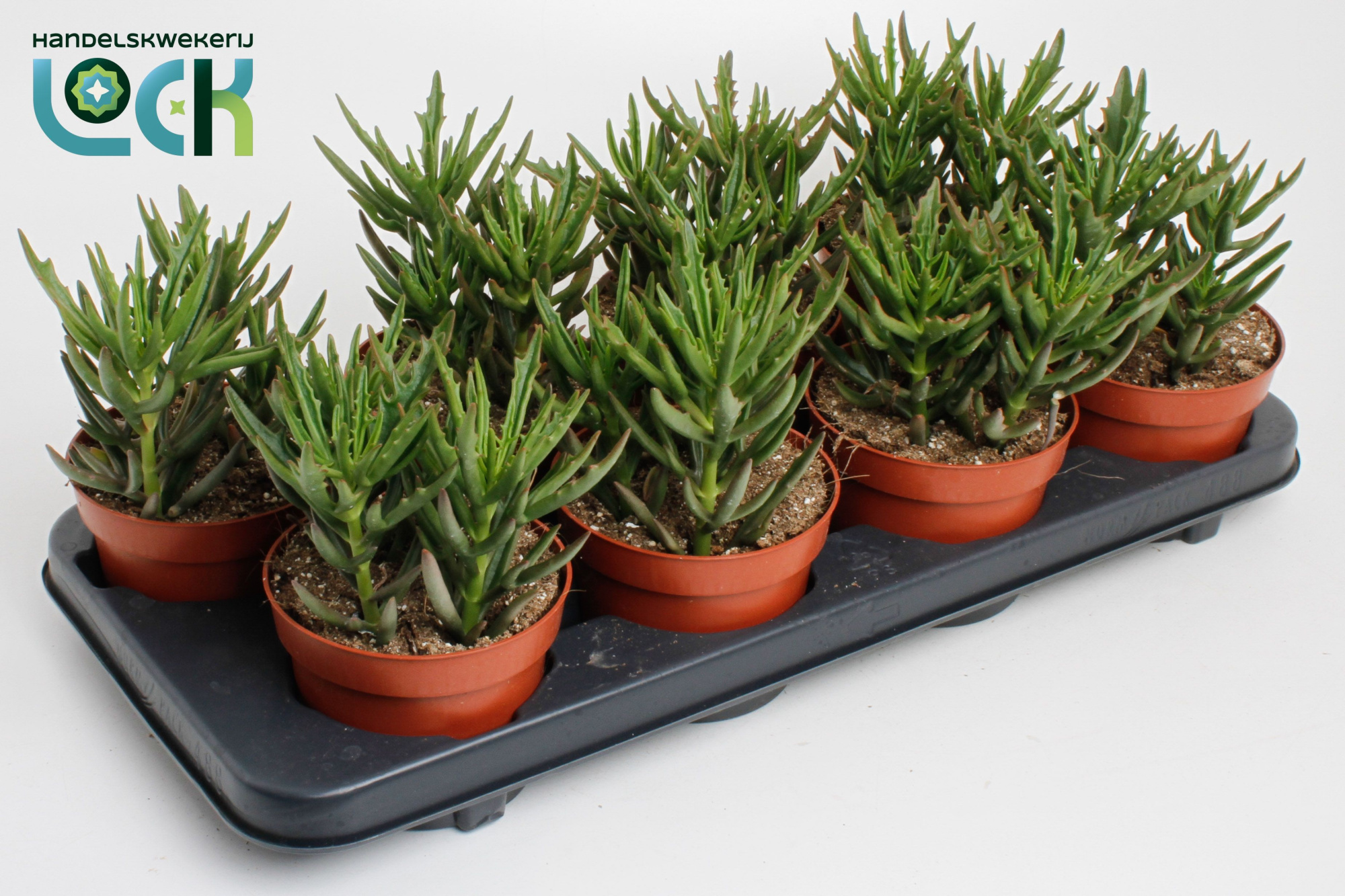 Kalanchoë Spider Green, D 12 cm