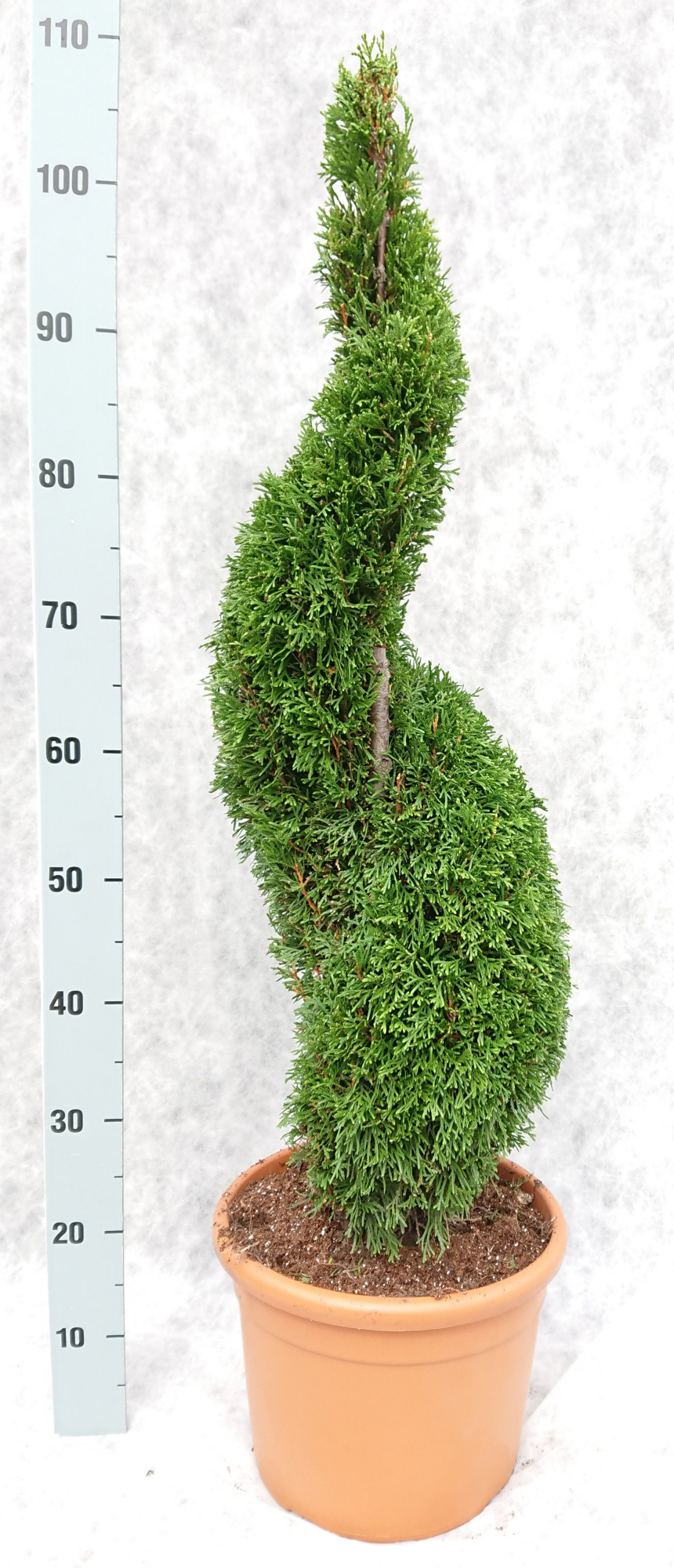 Thuja occ. Smaragd 'Spiraal', D 26