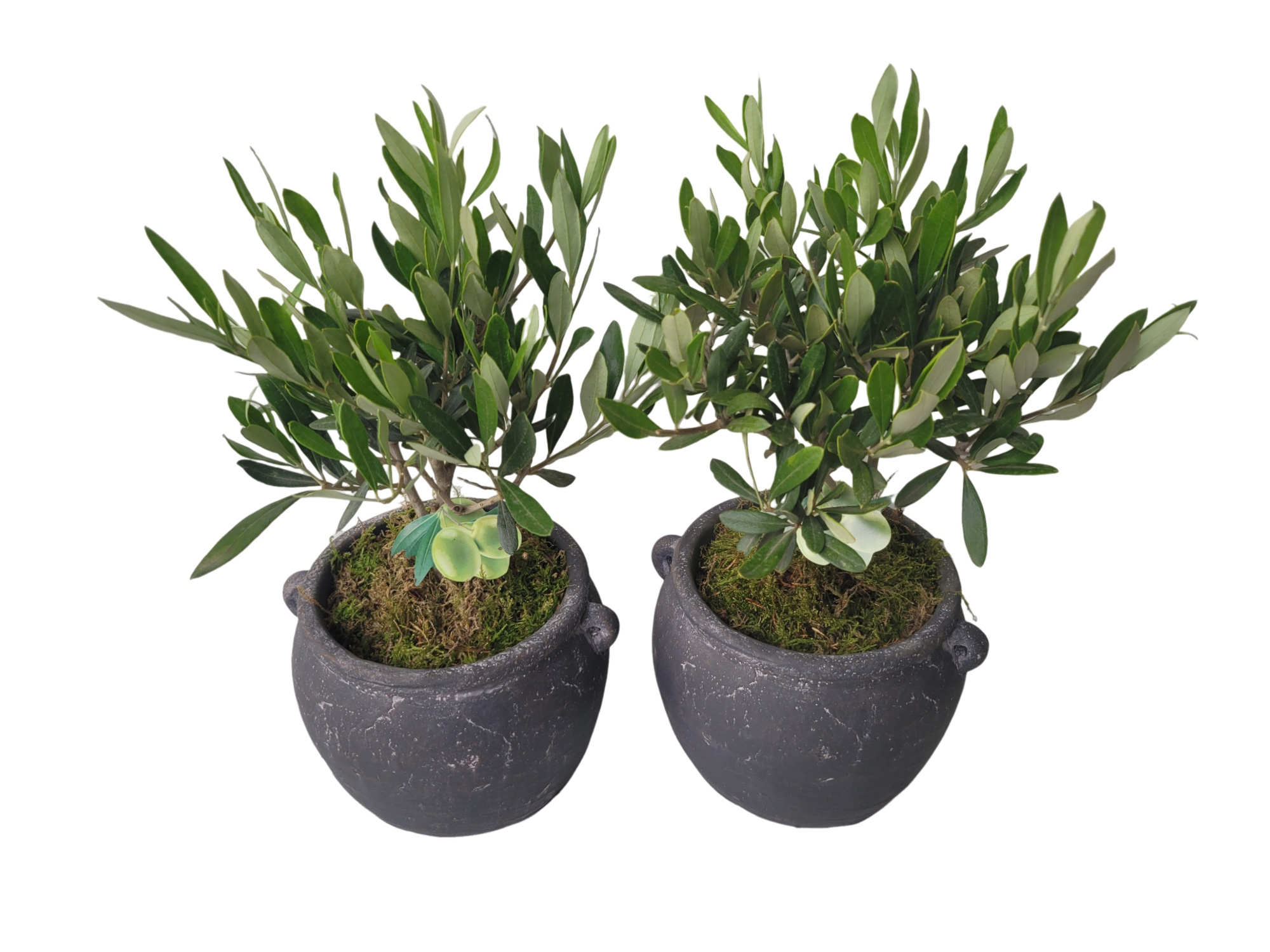 KR12OLE Kruikpot Antraciet 12cm Olea Europaea Bush, D 12 cm