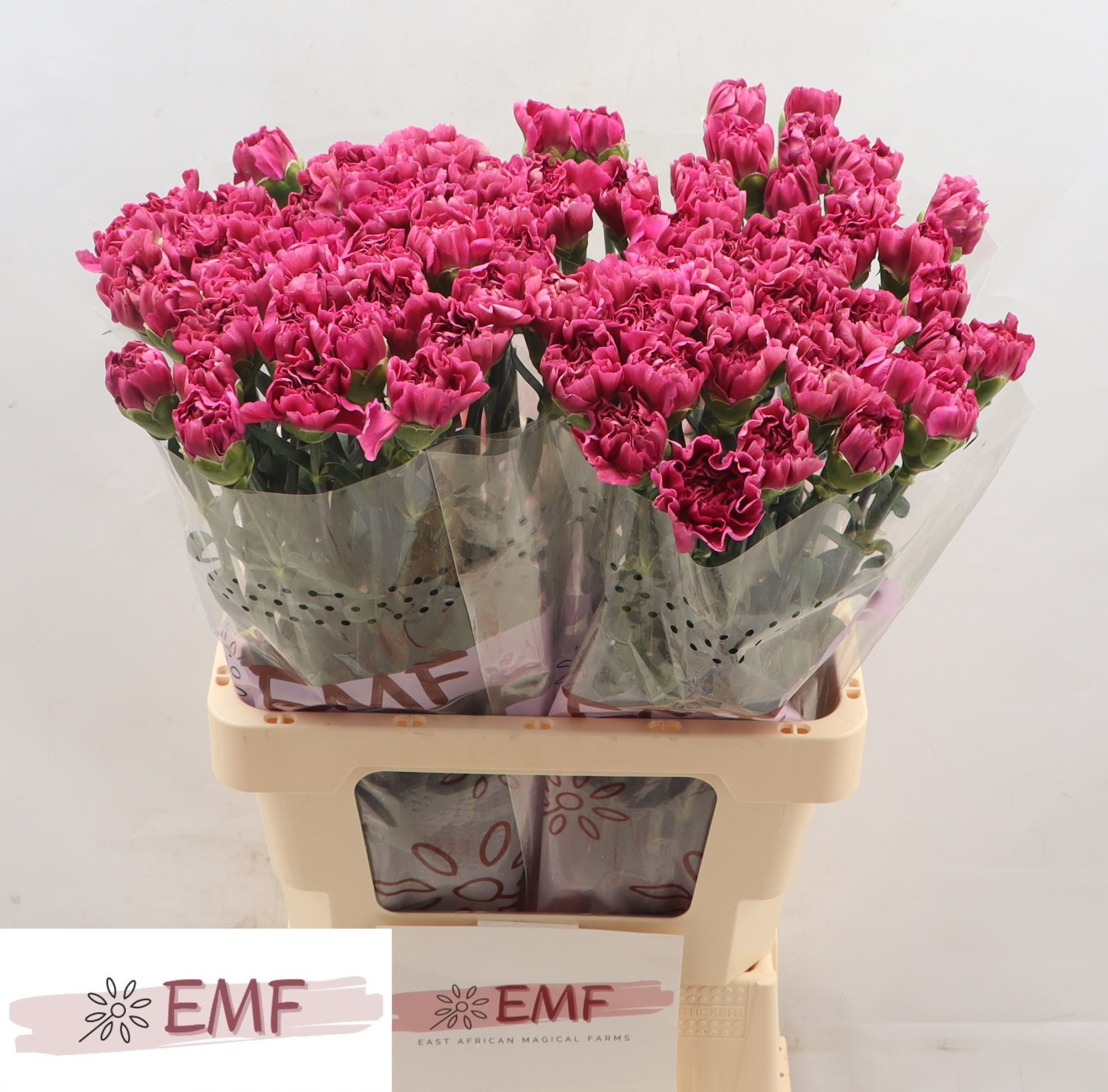 Диантус од. Мисс Бьютифул, шт.