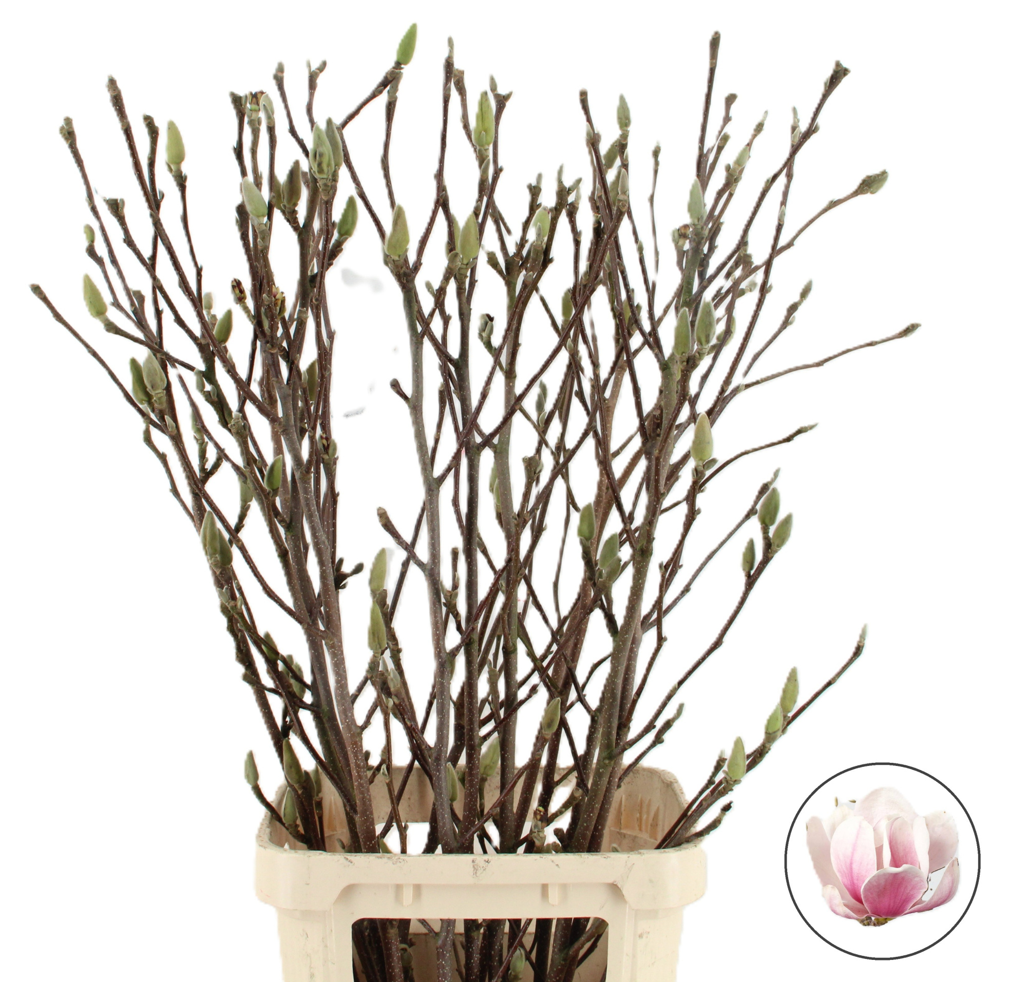 Магнолия Грандифлора 120, шт.