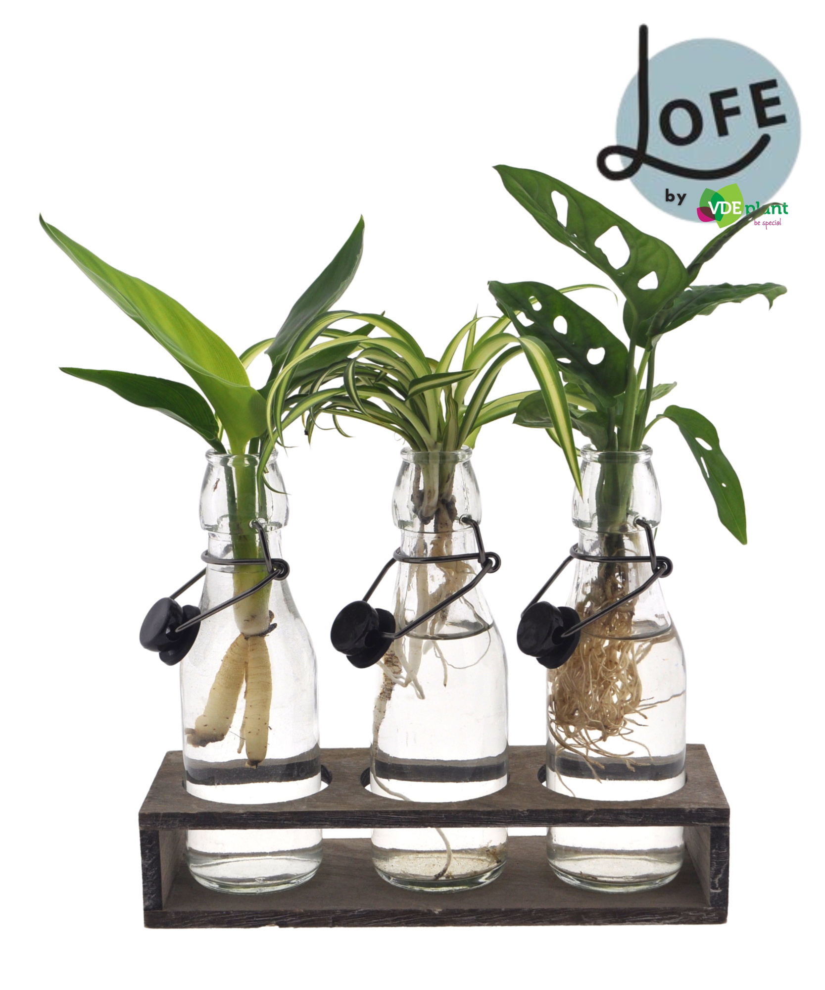 LOFE | Intenz mix in Ann glas + trio houtje - levertijd: 24 uur, D 7 cm