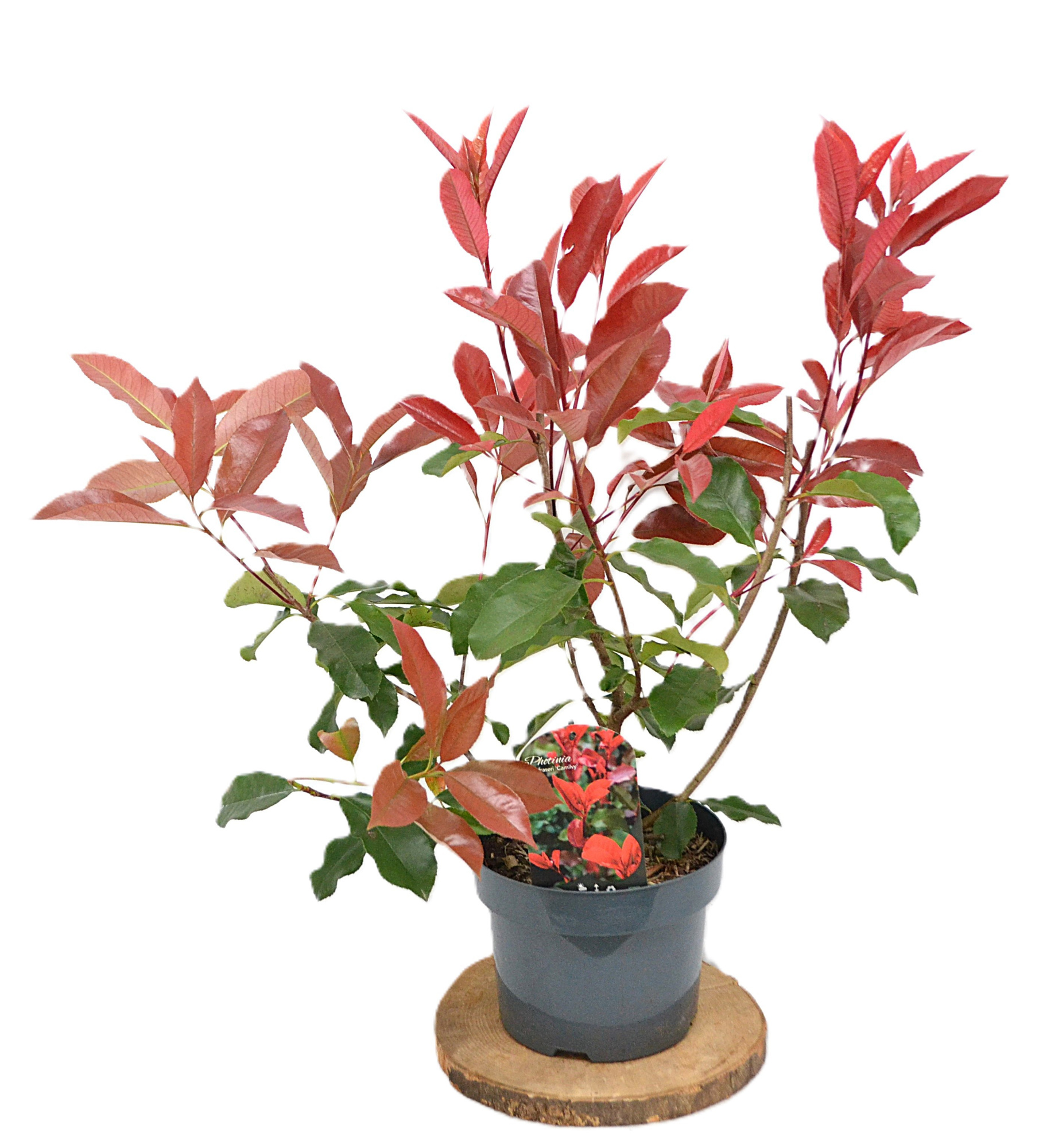 Photinia fraseri Camilvy C5, D 23