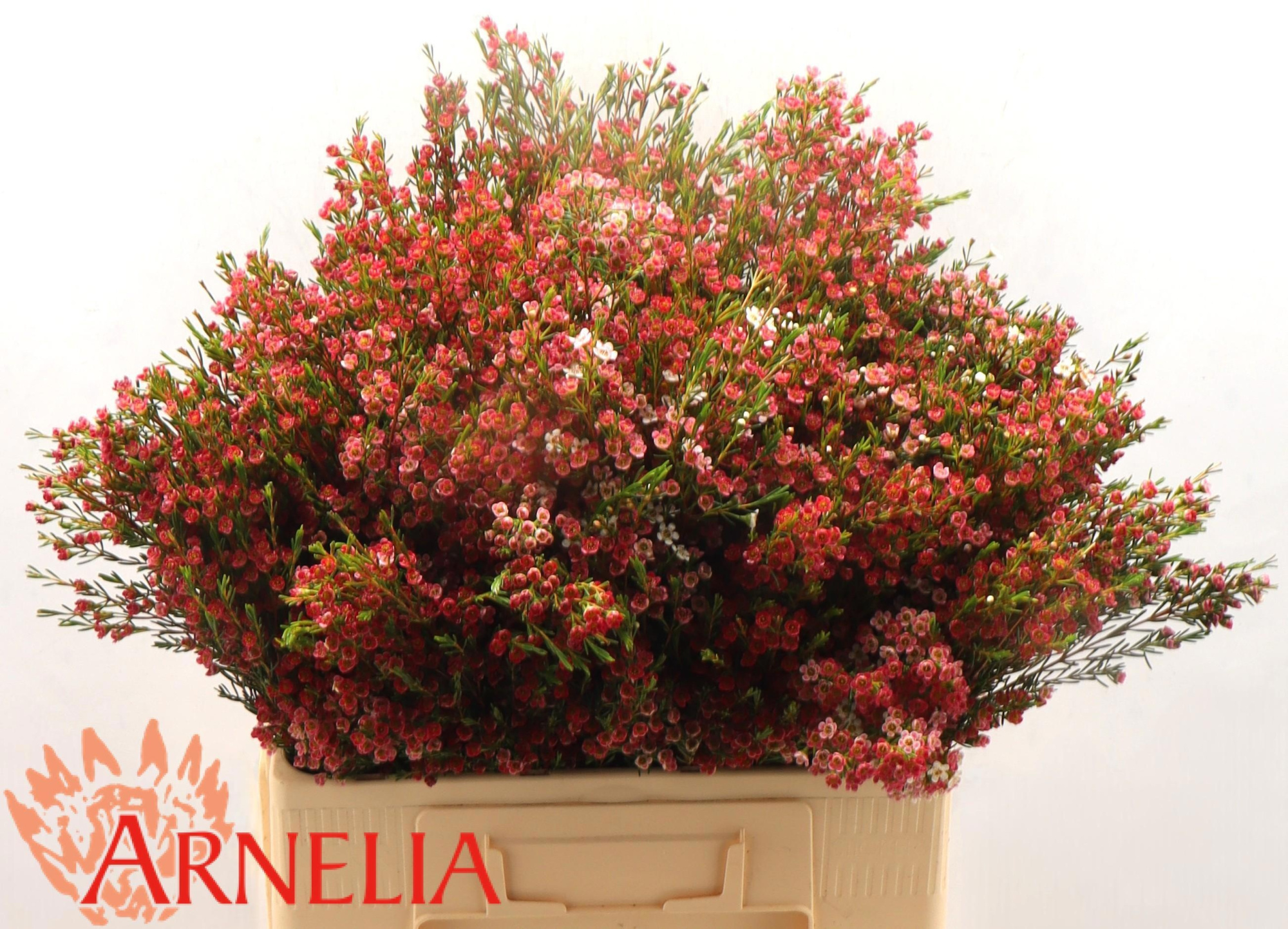 Шамелациум Май Свит Сикстин 60, шт.