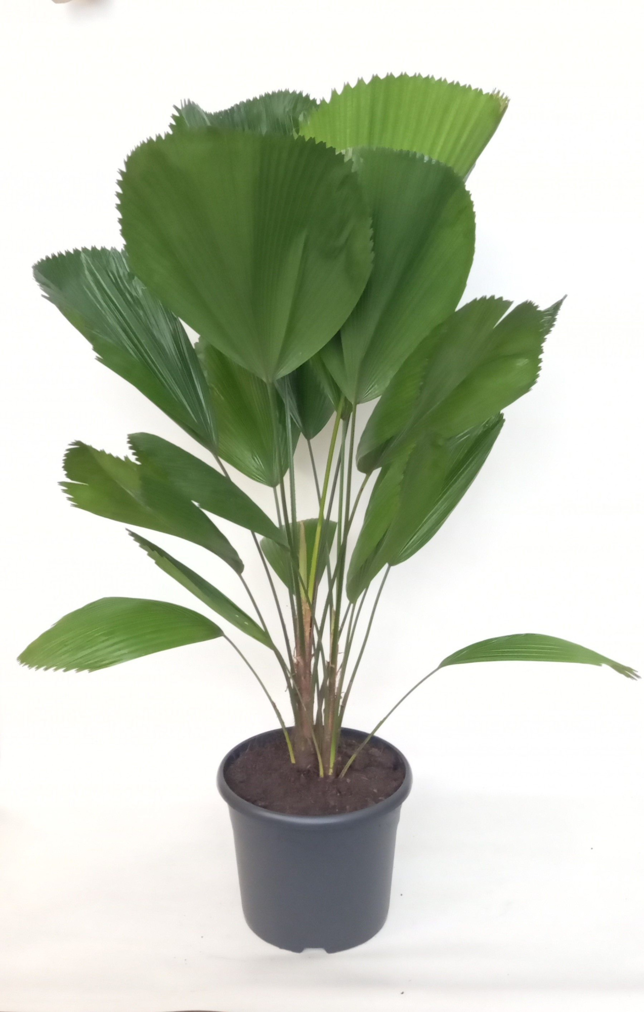 Licuala Grandis 29 cm, D 29 cm