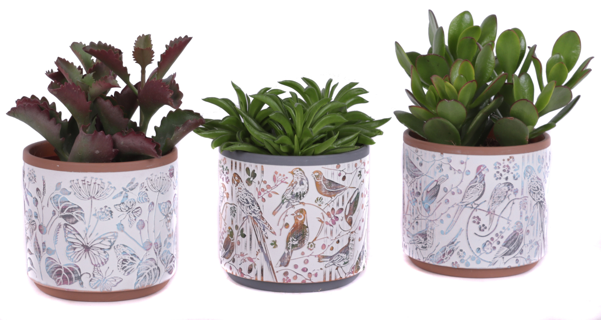 Succulenten mix Ø12cm in Ø14cm Ceramic Pot Forest, D 14